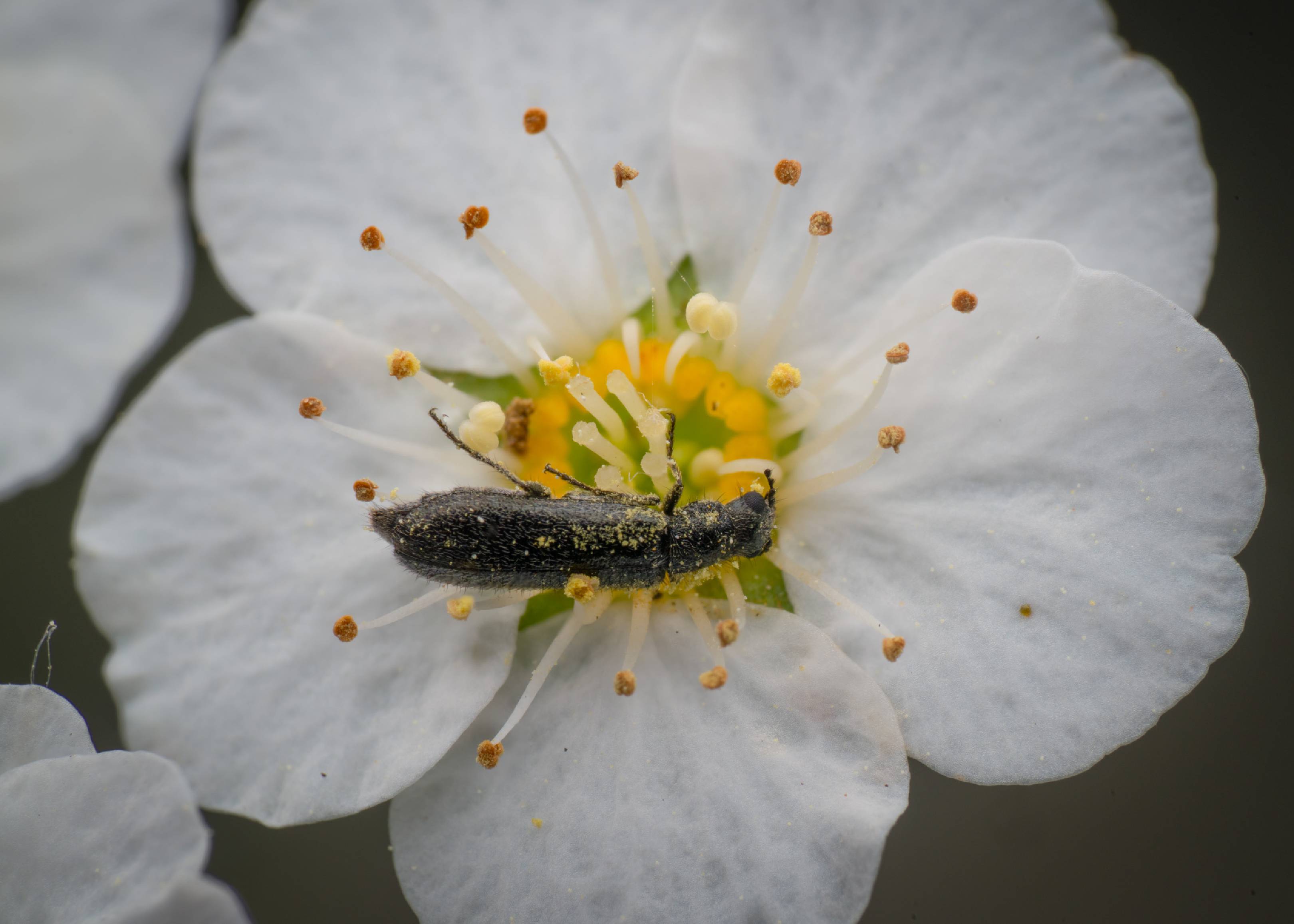 Dasytes plumbeus | Dasytes plumbeus