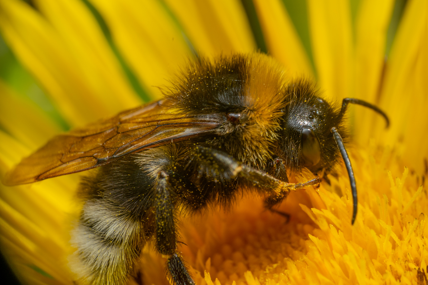 Garden bumblebee | 1/250s * f14 * ISO 400 * 90mm - FE 90mm F2.8 Macro G OSS - Sony α7R V Garden bumblebee