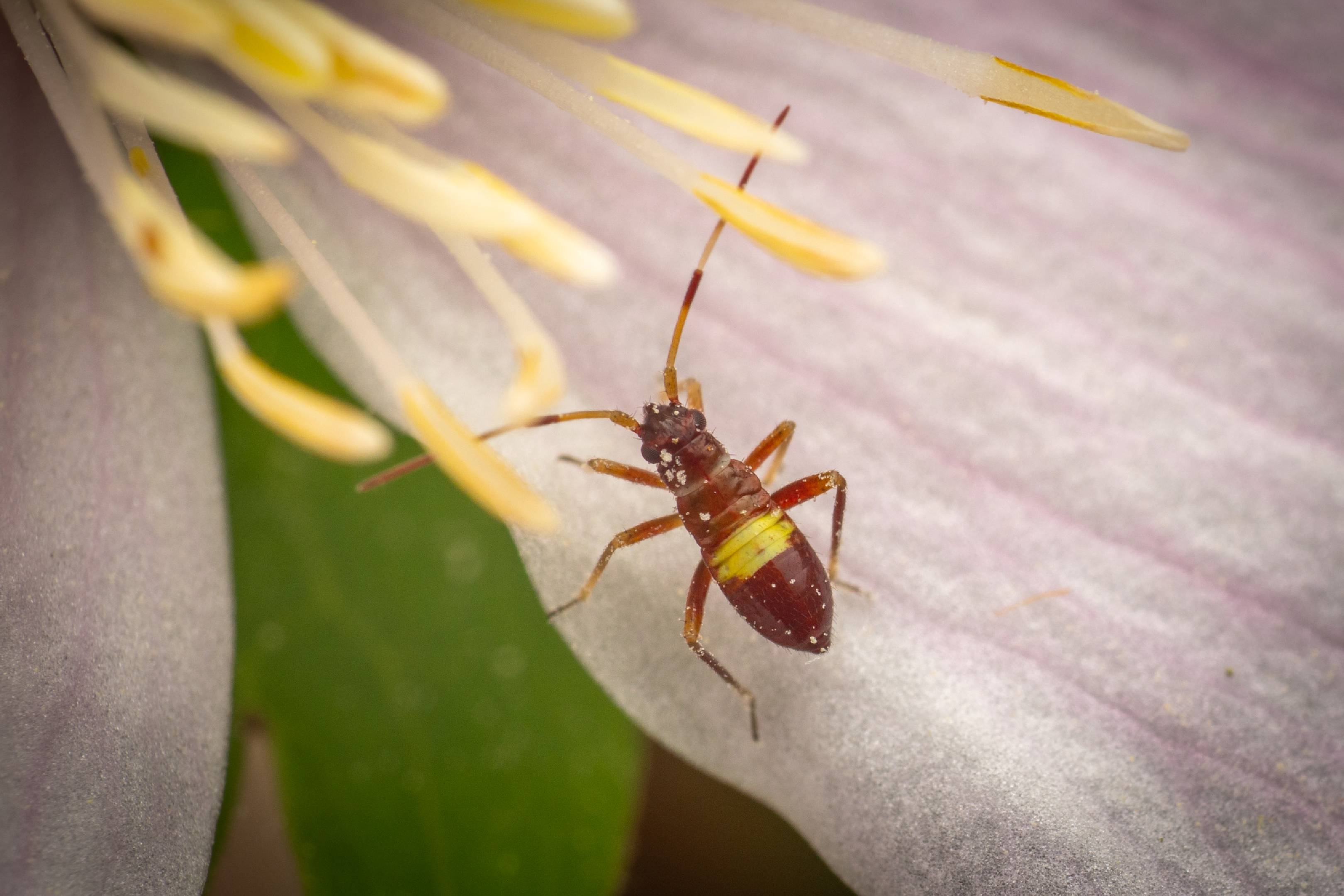 Closterotomus biclavatus | Closterotomus biclavatus