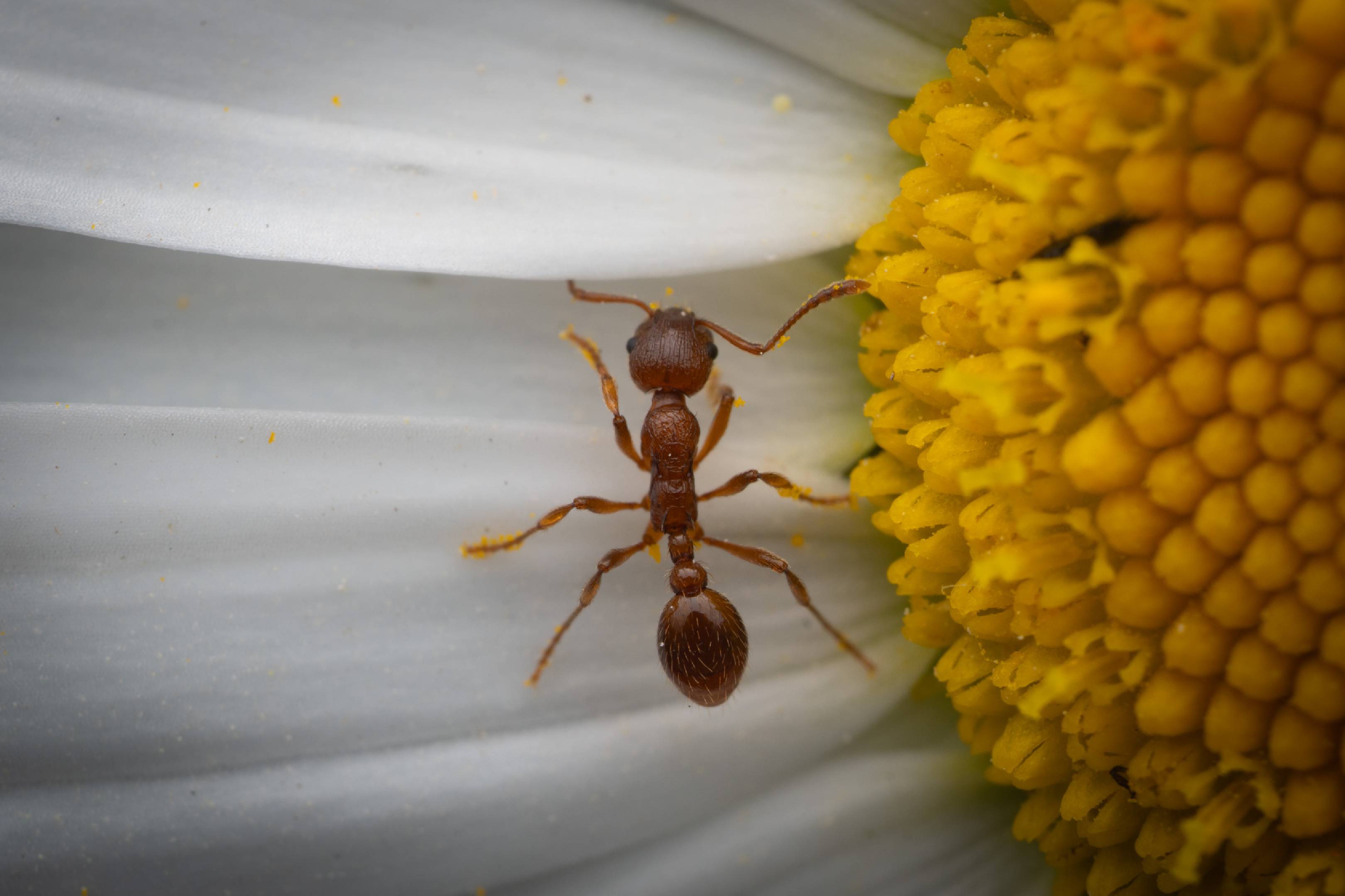European fire ant | European fire ant