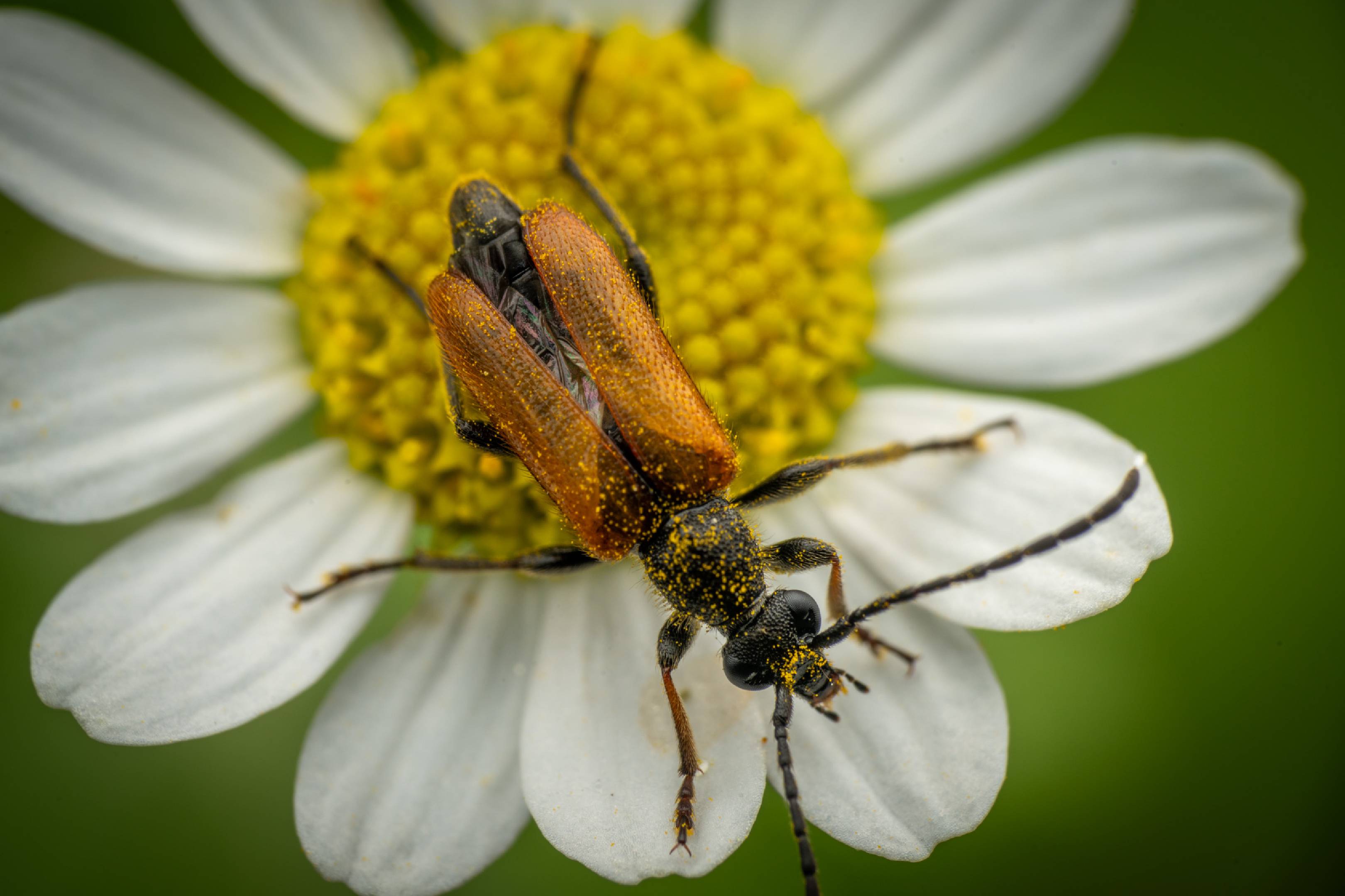 Fairy-ring Longhorn Beetle