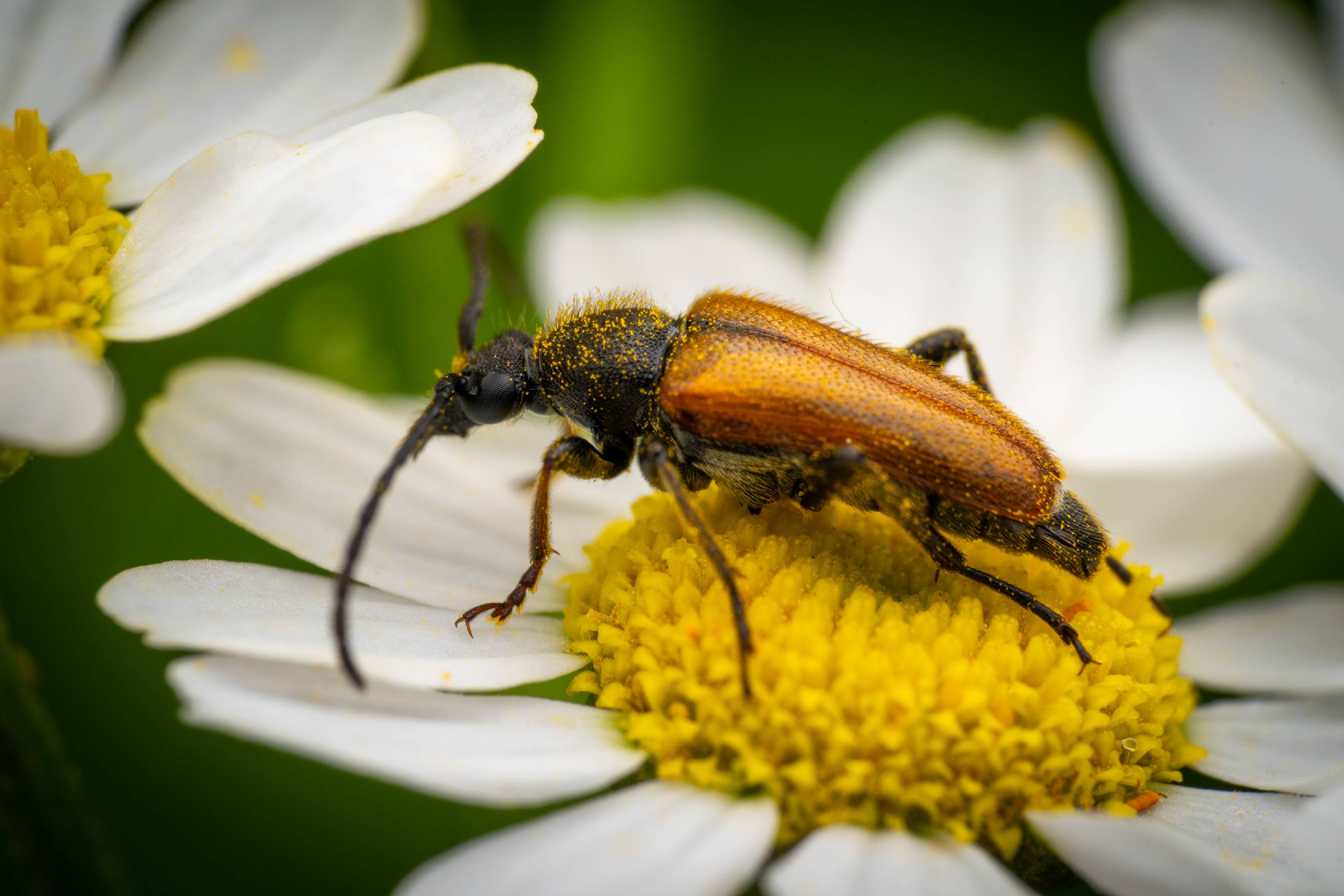 Fairy-ring Longhorn Beetle
