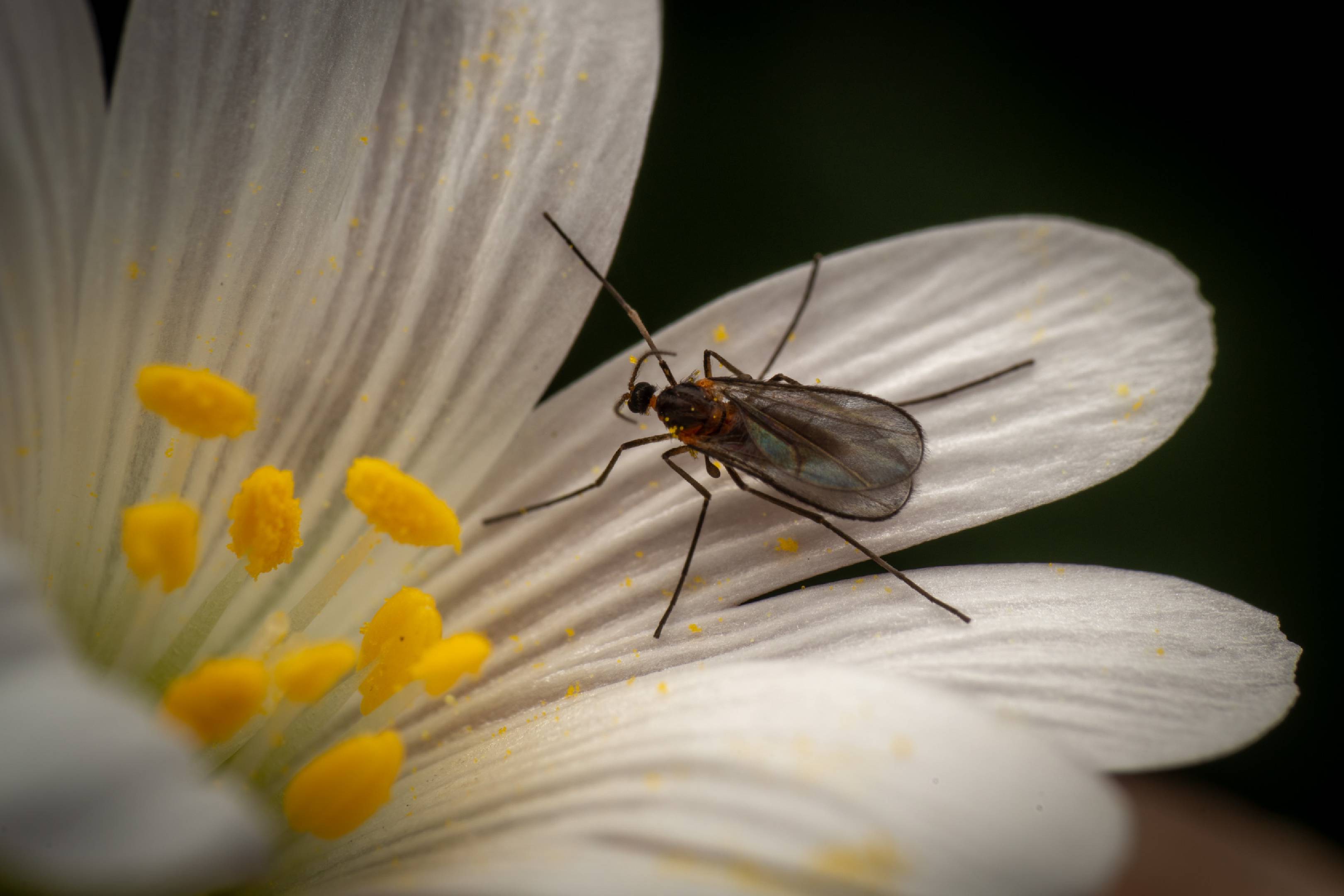 Gall and Forest Midges | Gall and Forest Midges