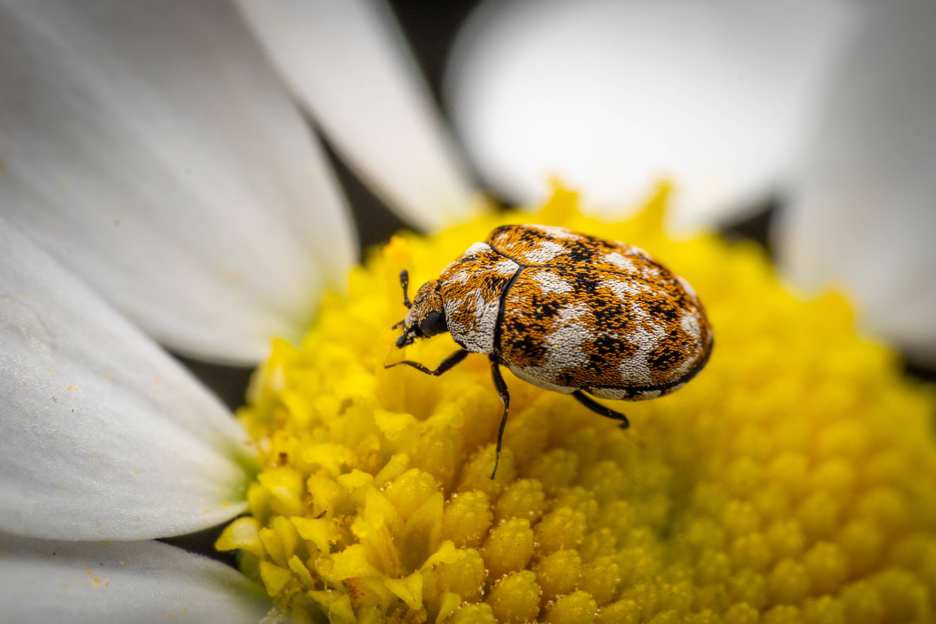 Varied Carpet Beetle | Varied Carpet Beetle