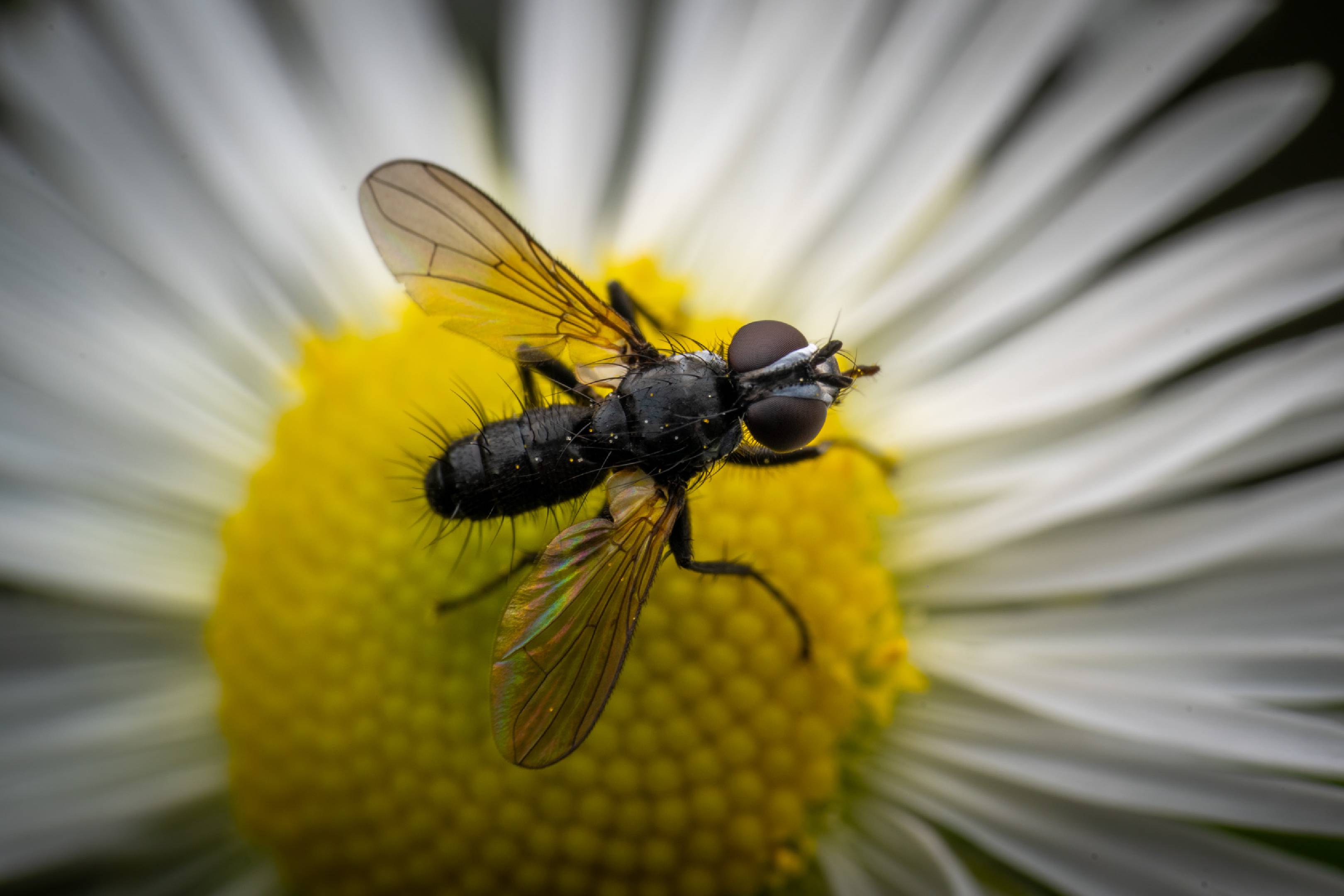 Phania funesta | Phania funesta