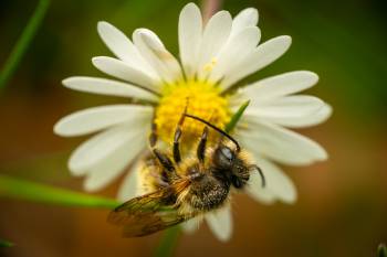 Mason, Leafcutter, Carder, and Resin Bees