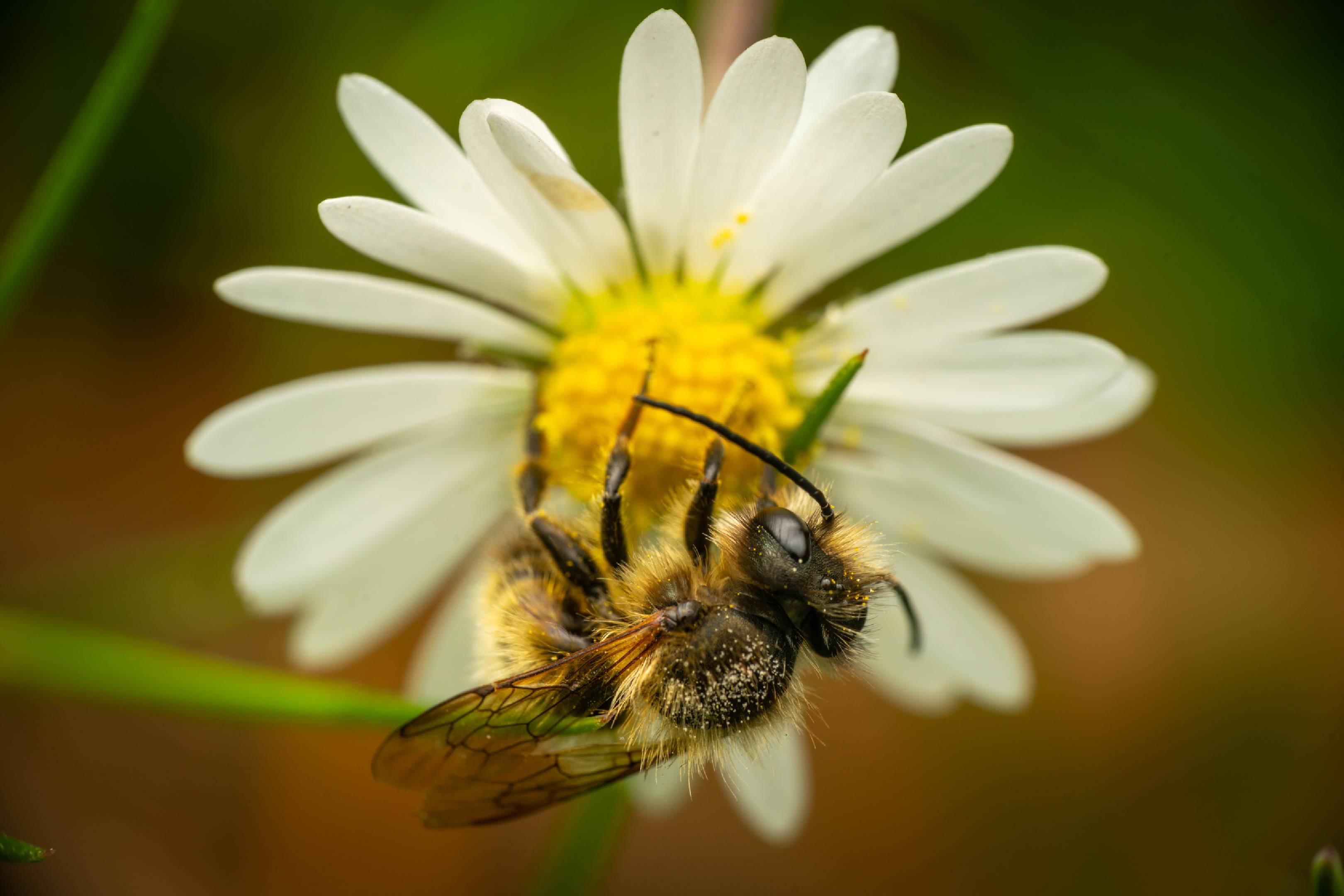 Mason, Leafcutter, Carder, and Resin Bees | Mason, Leafcutter, Carder, and Resin Bees