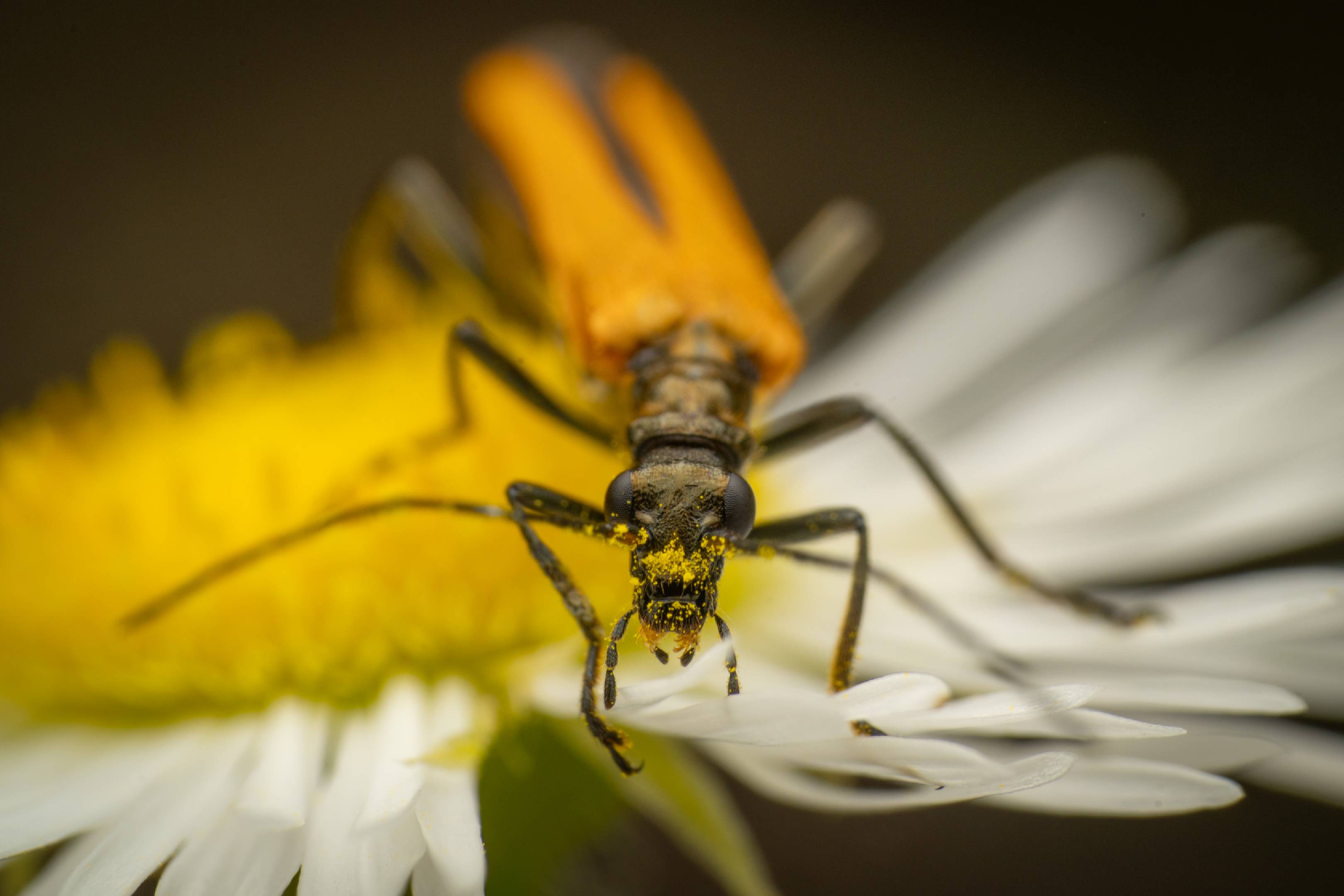 Oedemera femorata | Oedemera femorata