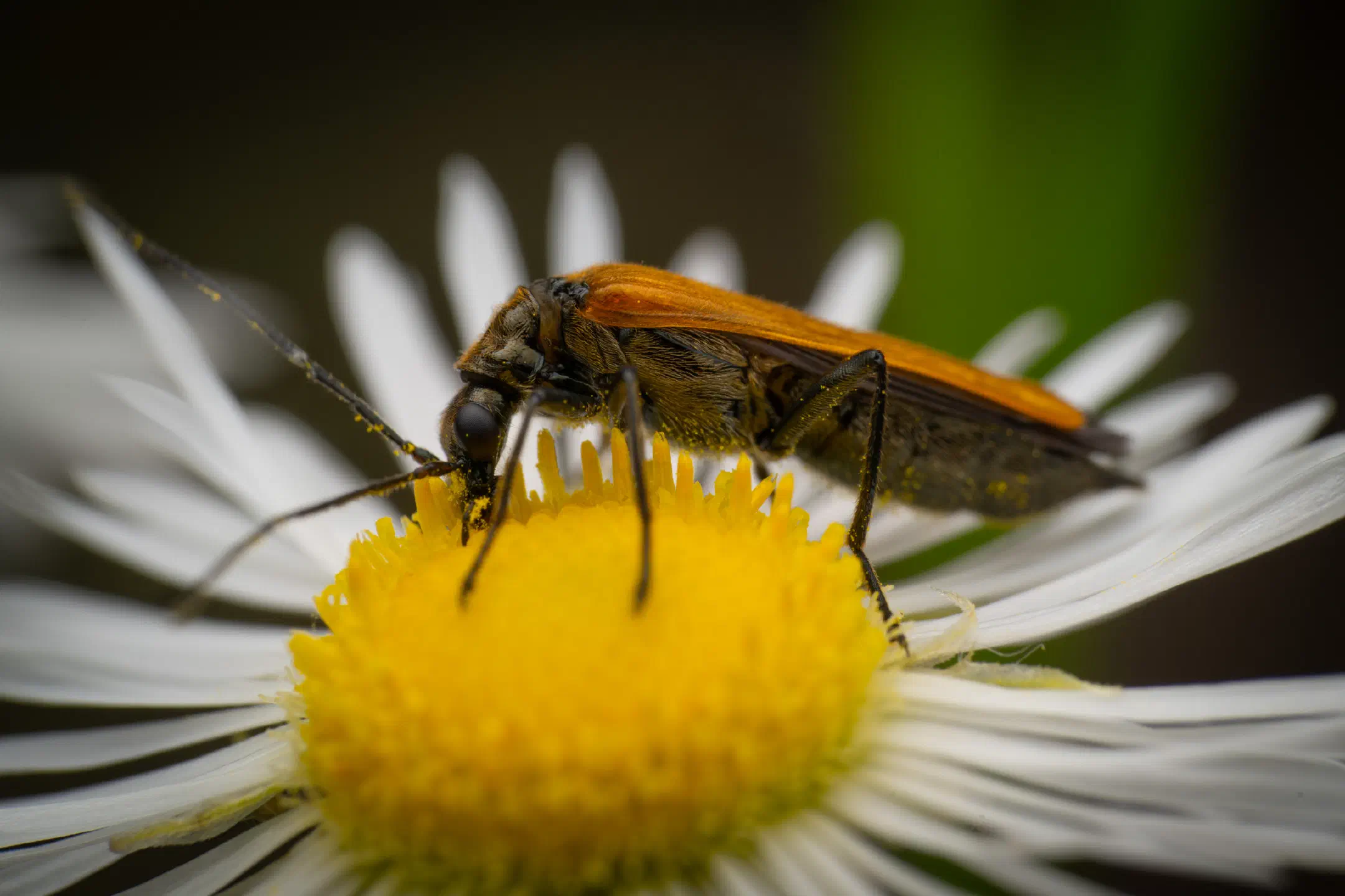 Oedemera femorata