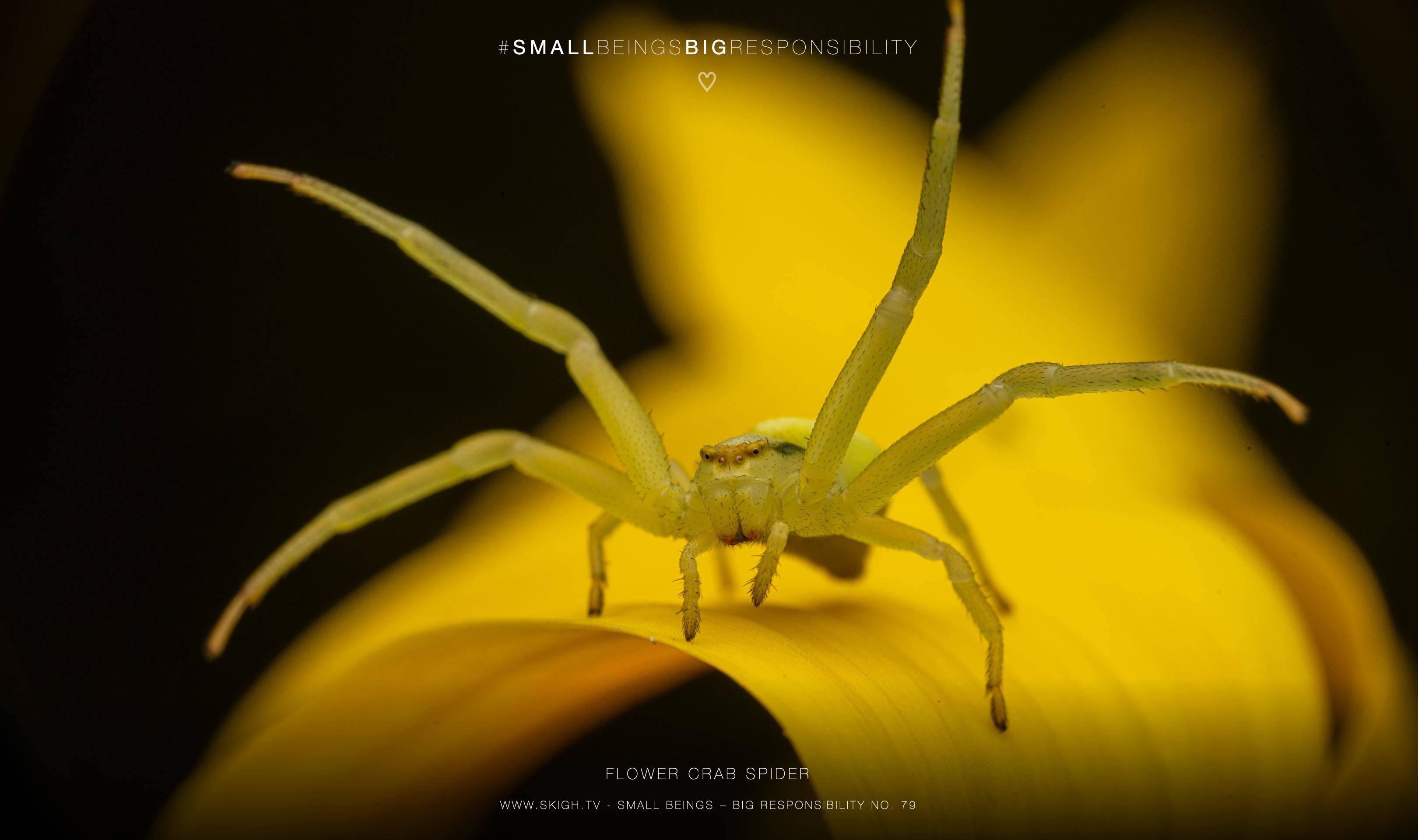 Flower crab spider | 1/250s * f16 * ISO 200 * 90mm - FE 90mm F2.8 Macro G OSS - Sony α7R V Flower crab spider