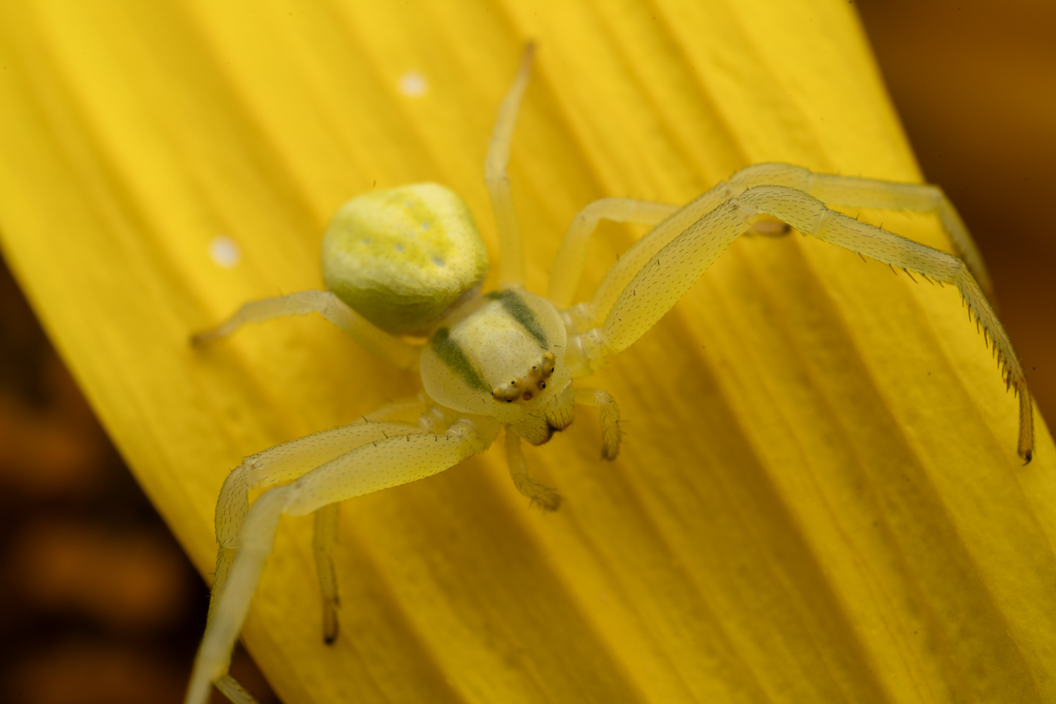 Flower crab spider | 1/250s * f16 * ISO 200 * 90mm - FE 90mm F2.8 Macro G OSS - Sony α7R V Flower crab spider