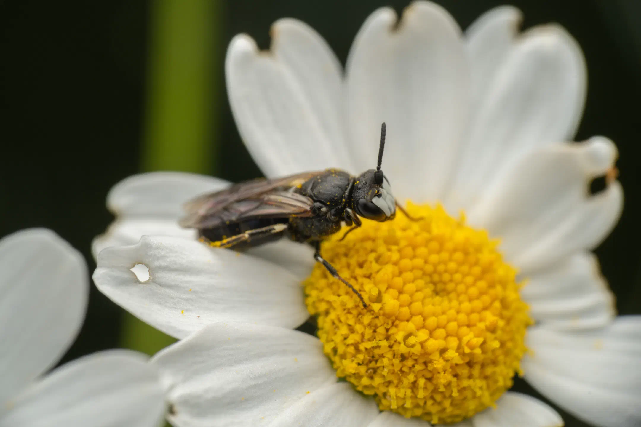 Masked Bees