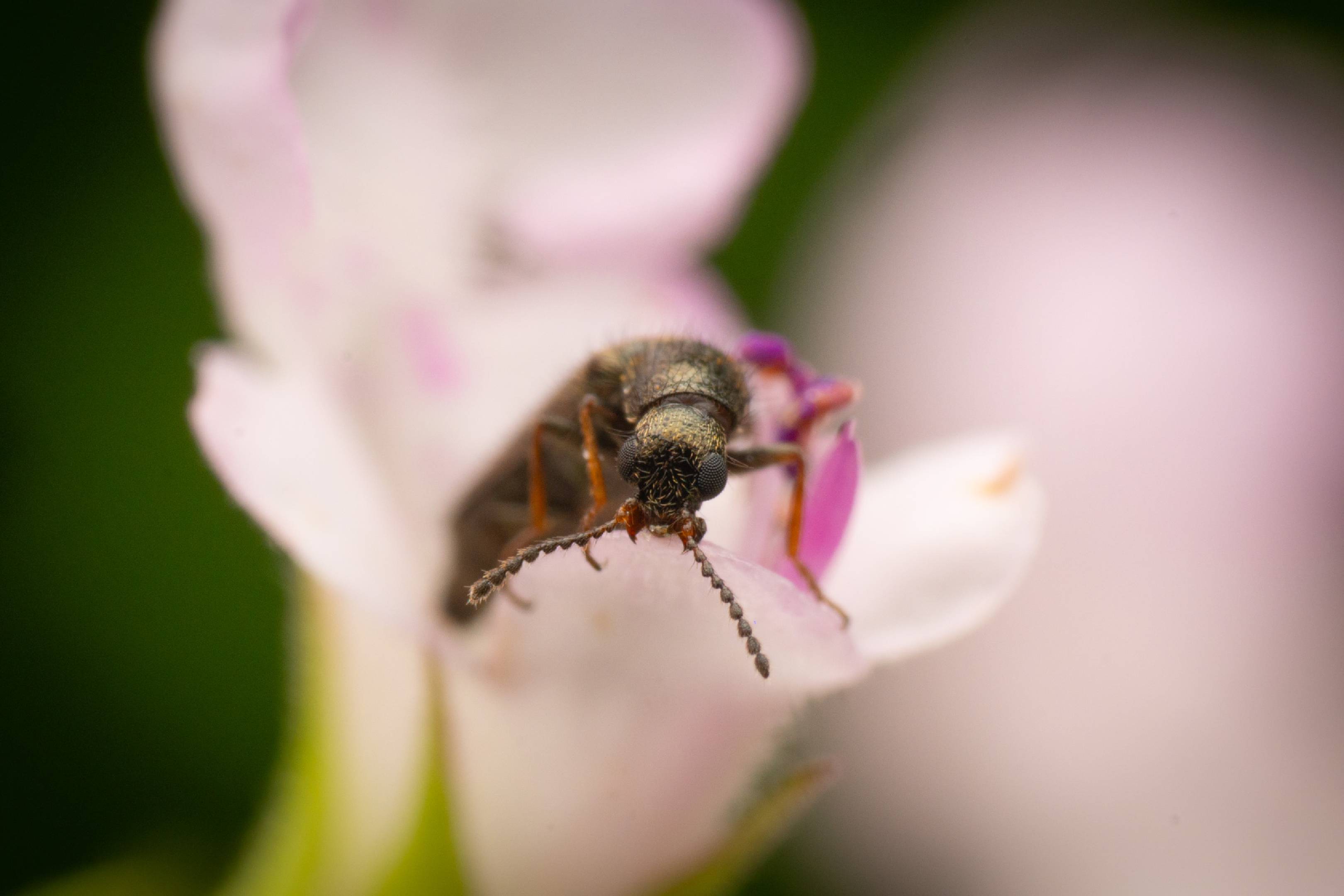 Dasytes plumbeus | Dasytes plumbeus