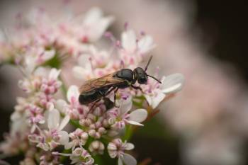 White-jawed Yellow-face Bee