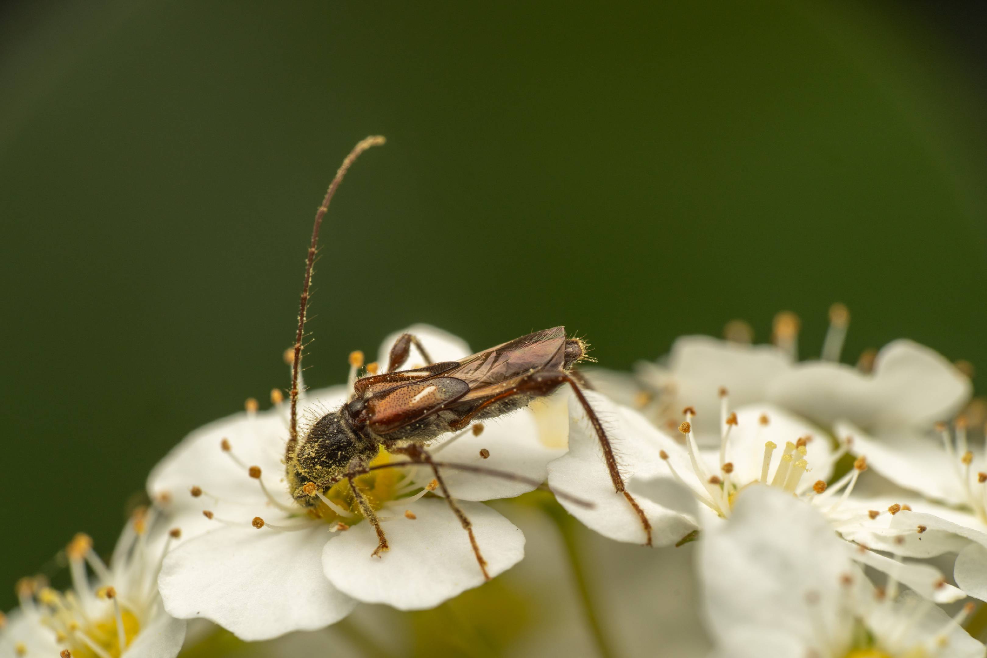 spruce shortwing beetle | spruce shortwing beetle