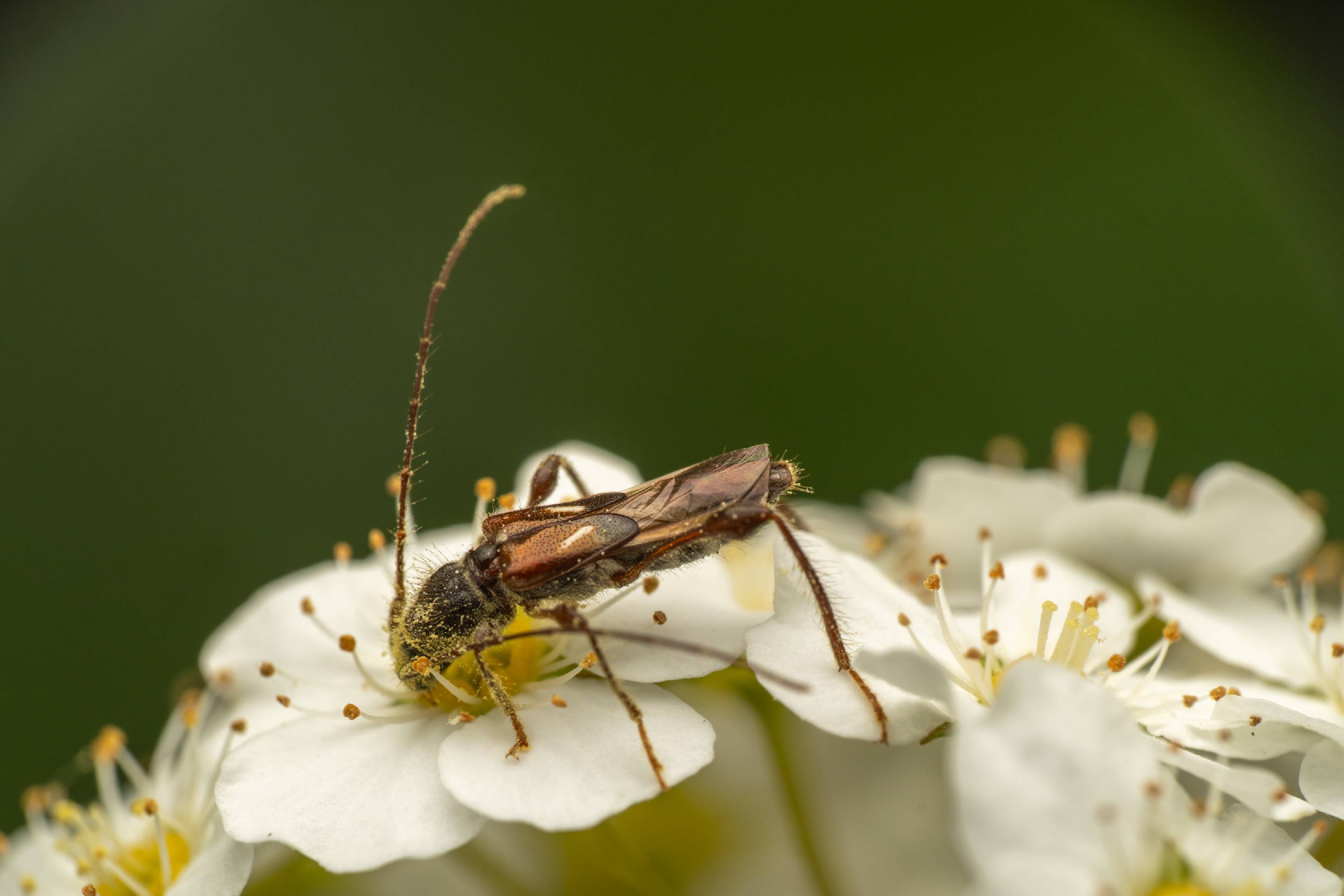 spruce shortwing beetle
