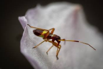 Closterotomus biclavatus