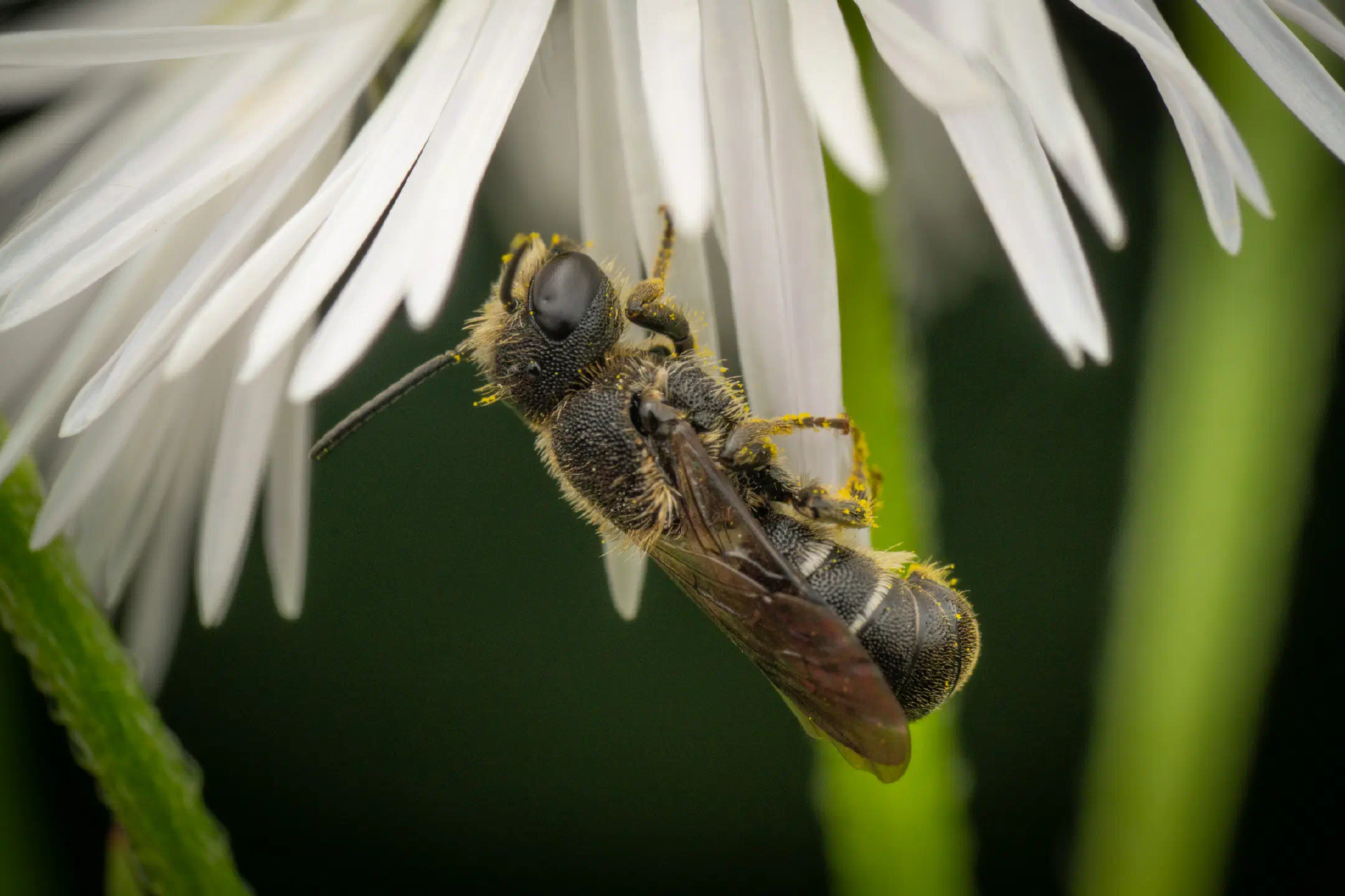 Mason, Leafcutter, Carder, and Resin Bees