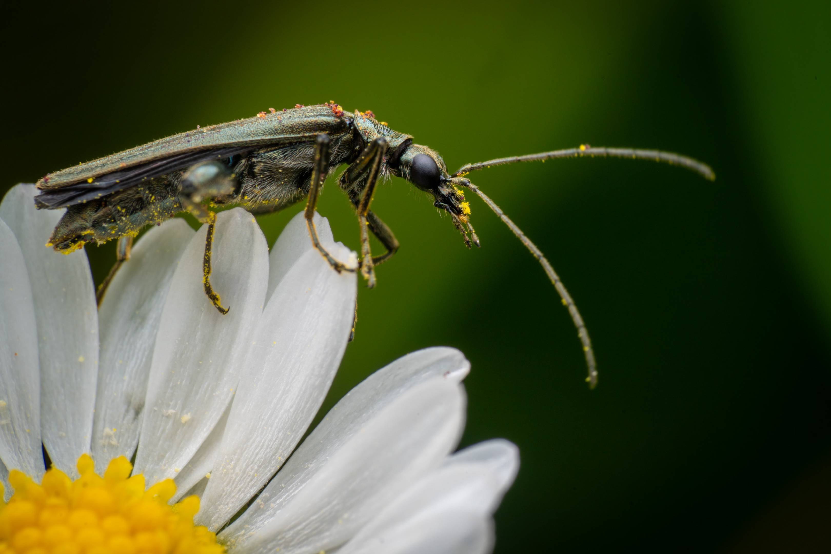 Oedemera virescens | Oedemera virescens