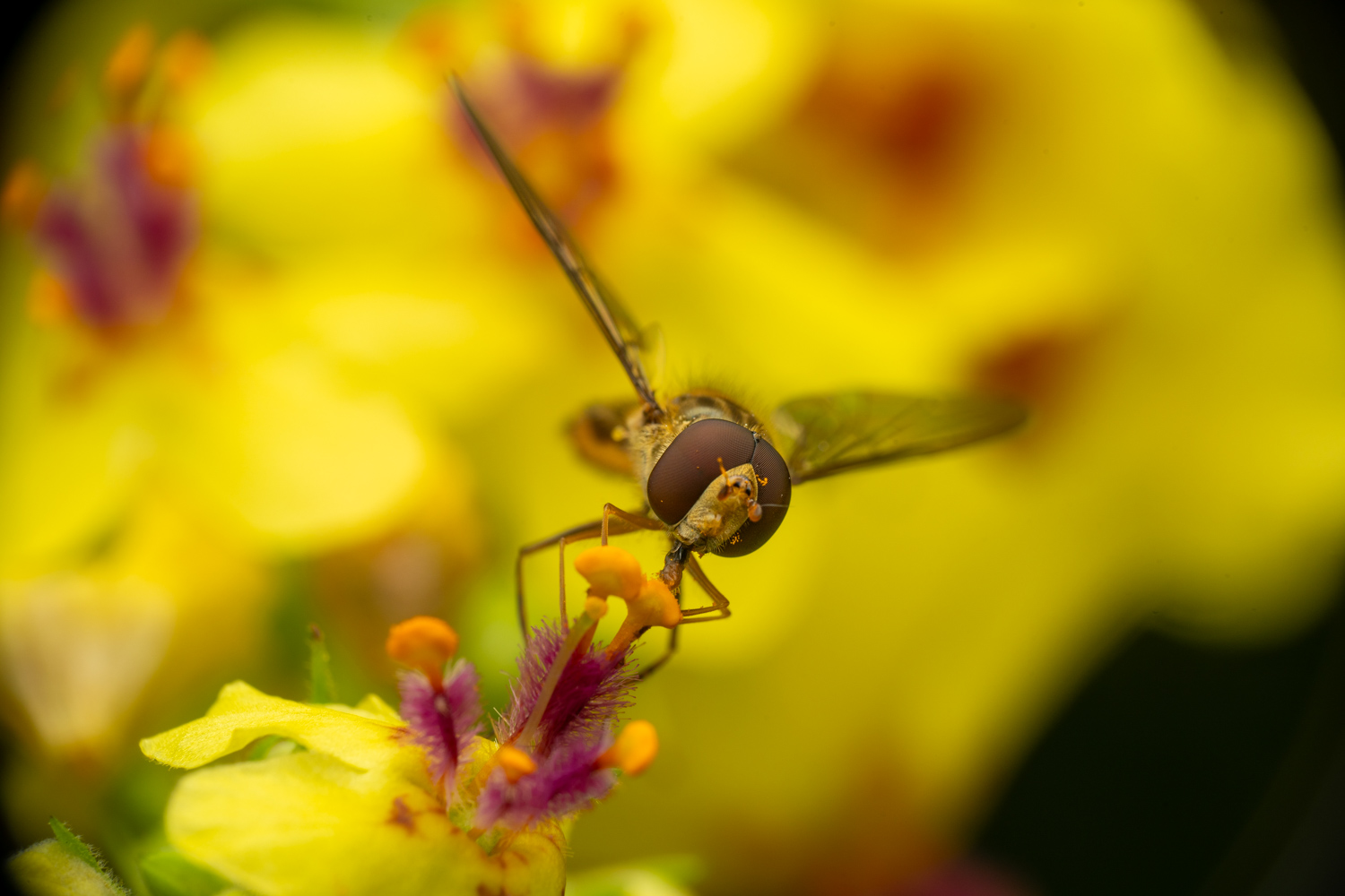 marmalade hoverfly | 1/250s * f14 * ISO 200 * 90mm - FE 90mm F2.8 Macro G OSS - Sony α7R V marmalade hoverfly