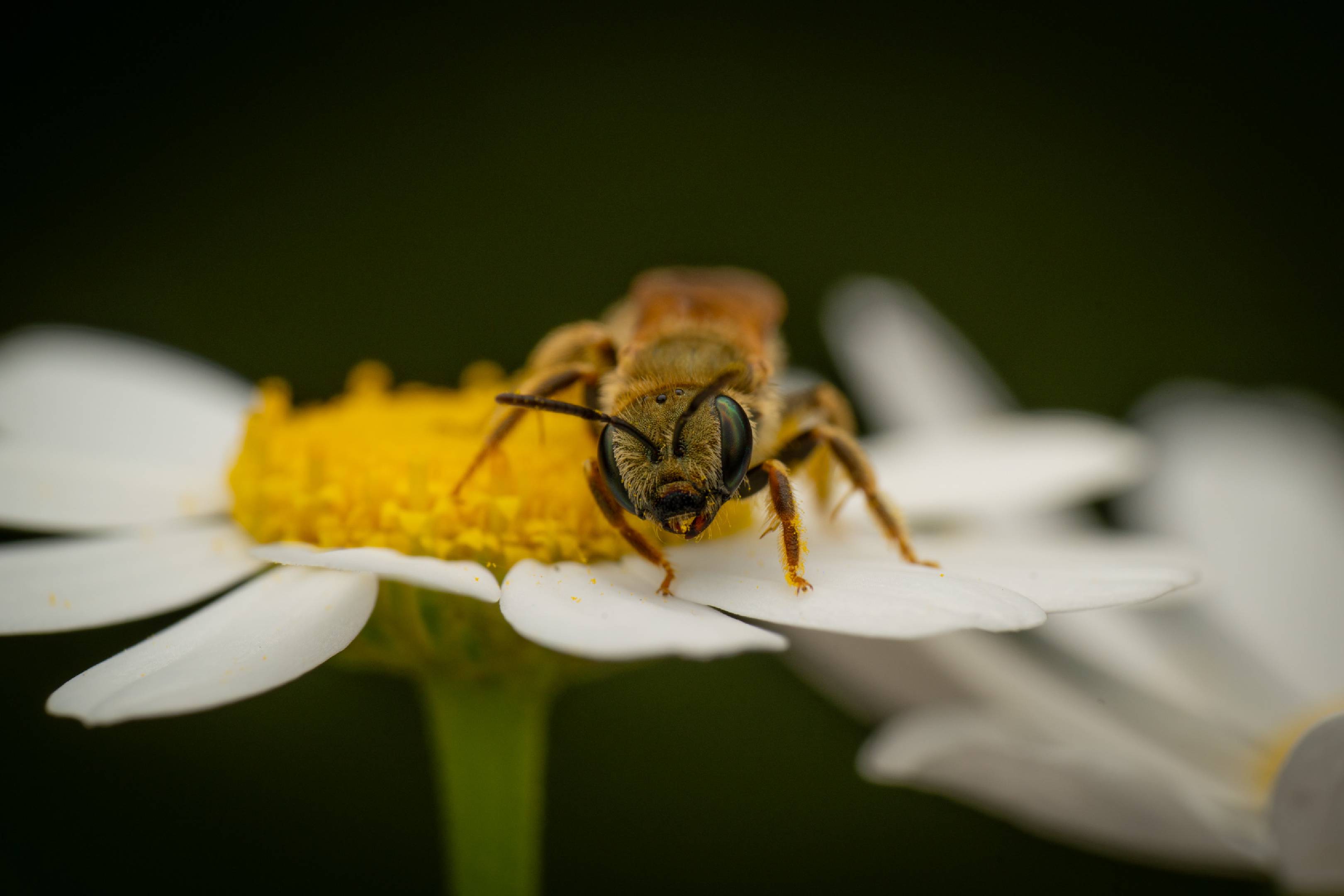 Furrow Bees | Furrow Bees