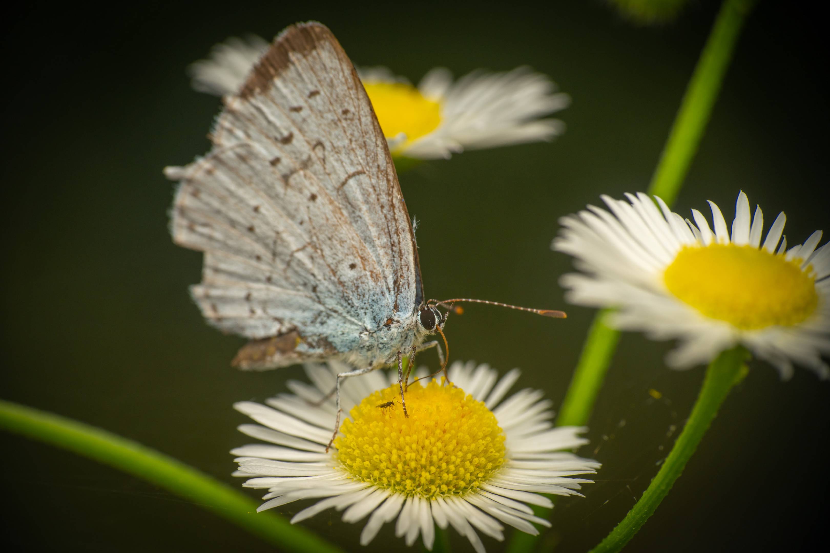 Holly Blue | Holly Blue