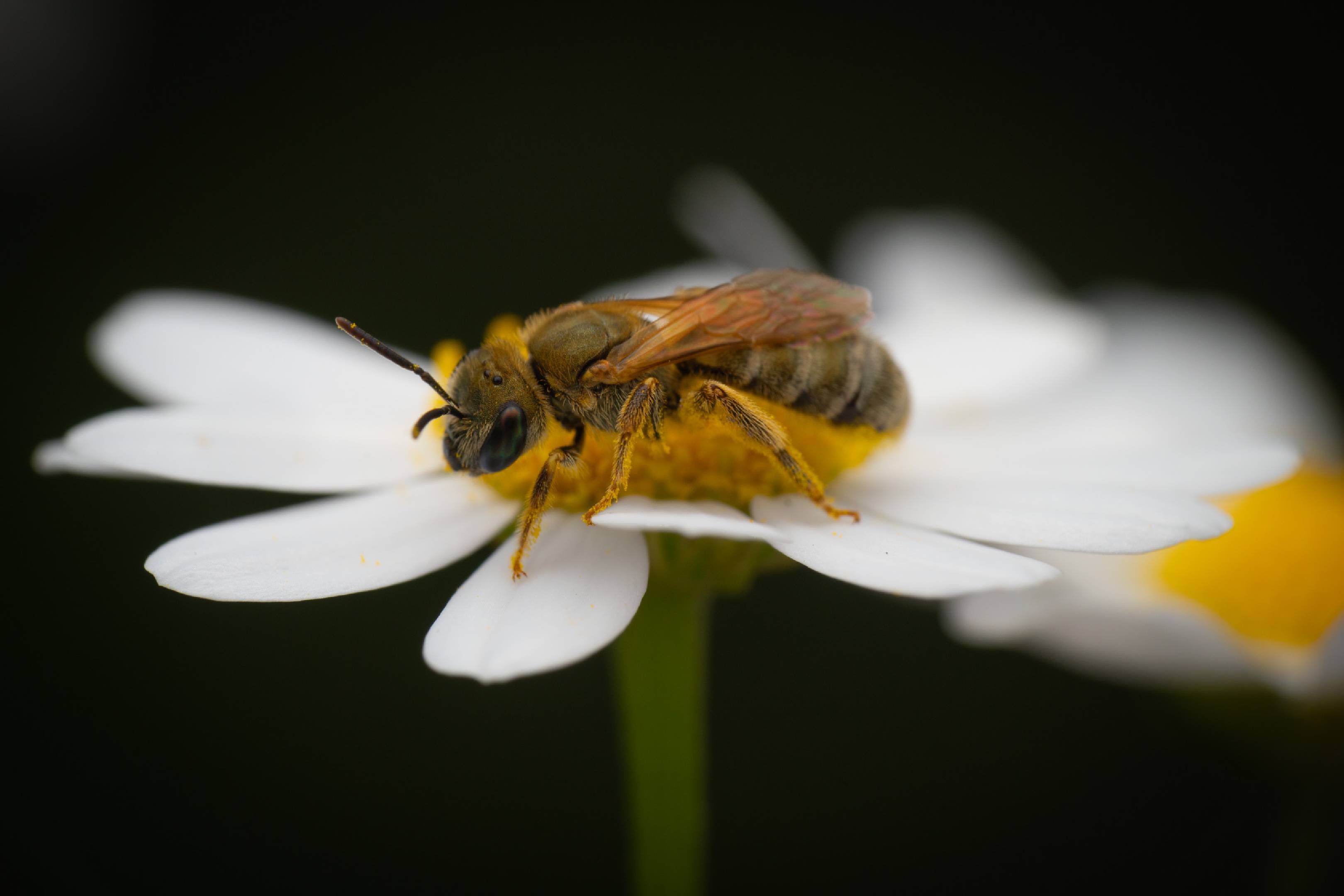 Furrow Bees | Furrow Bees