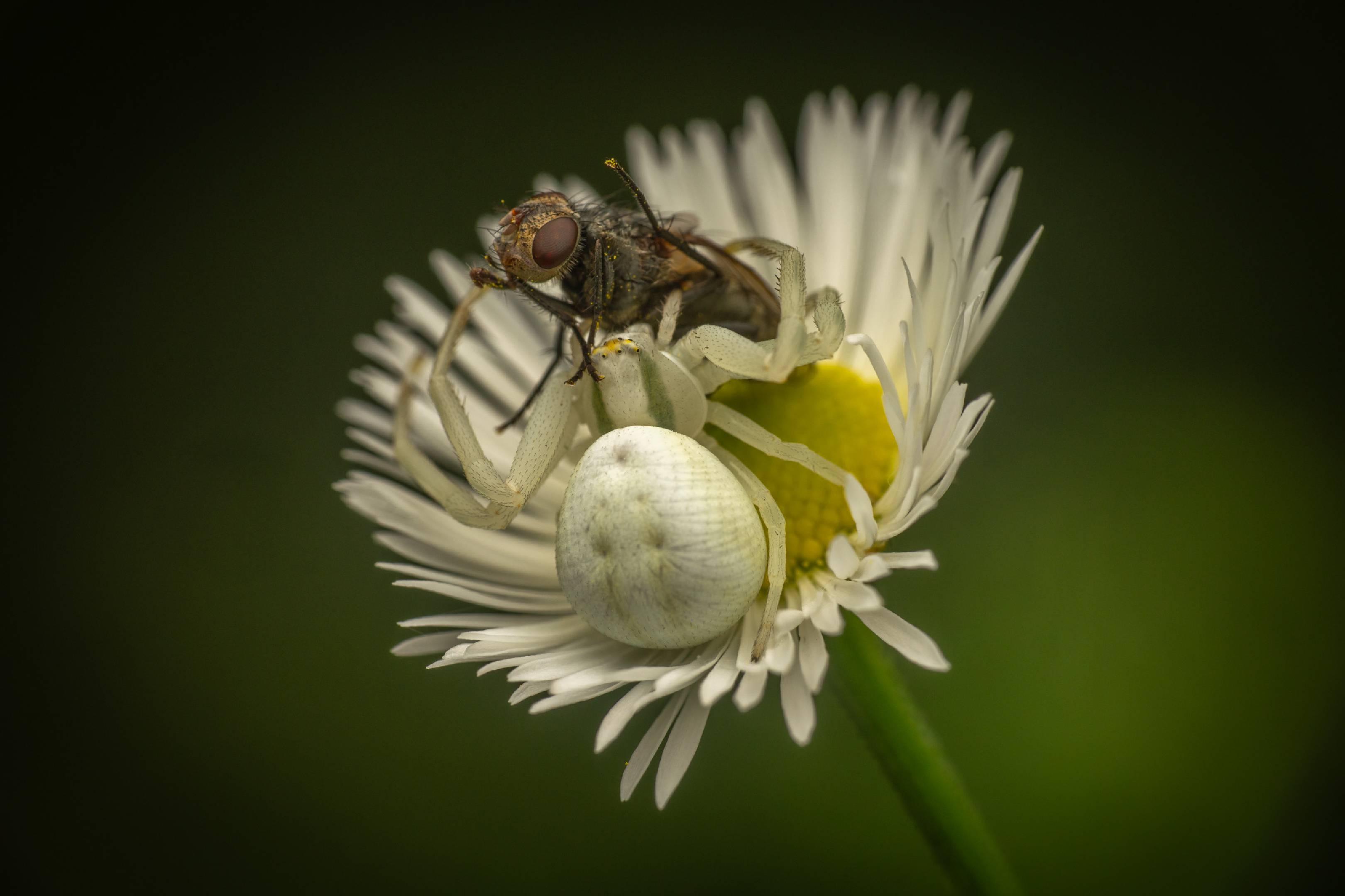 Goldenrod Crab Spider | Goldenrod Crab Spider