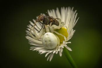 Goldenrod Crab Spider