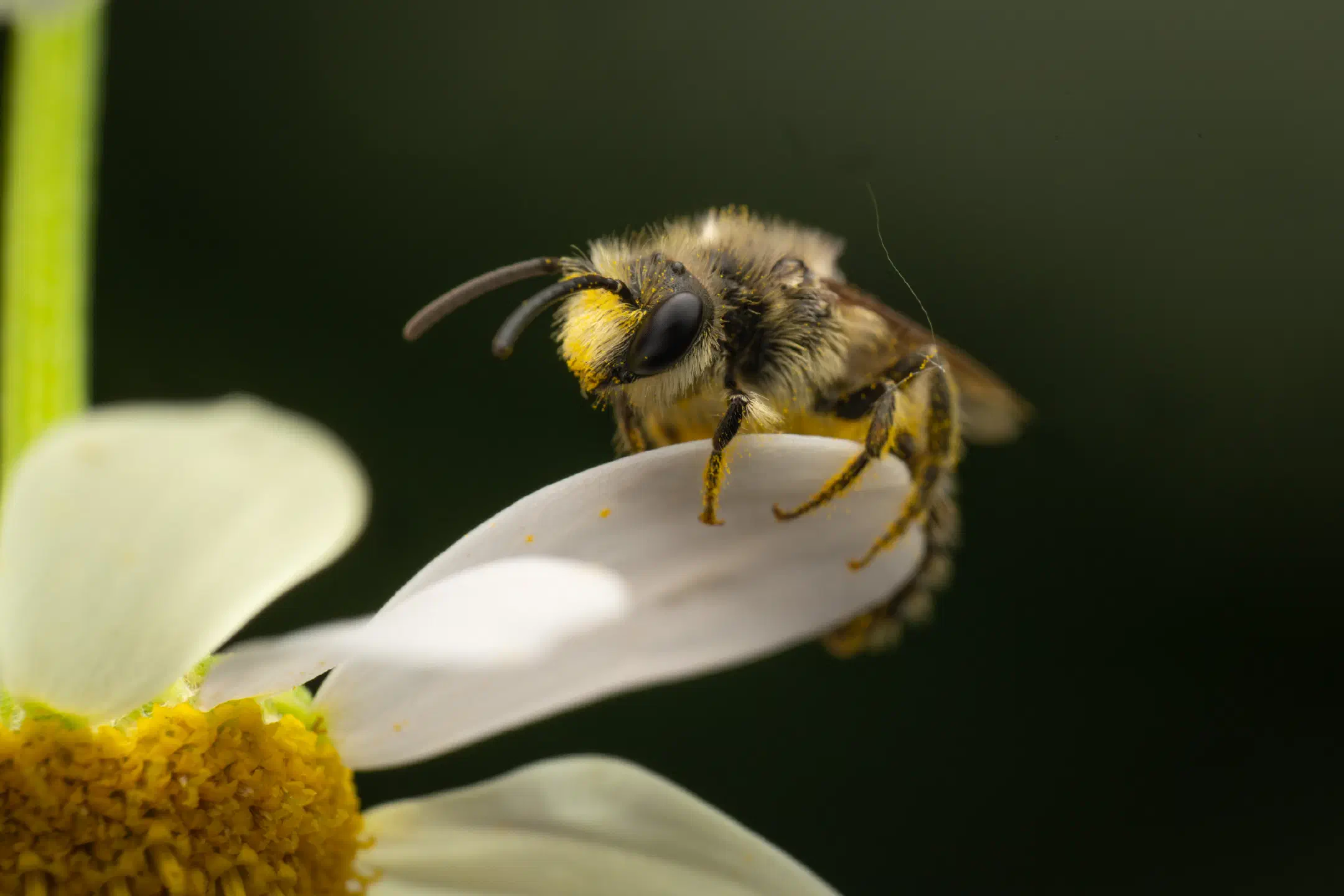 Cellophane Bees