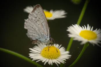 Holly Blue