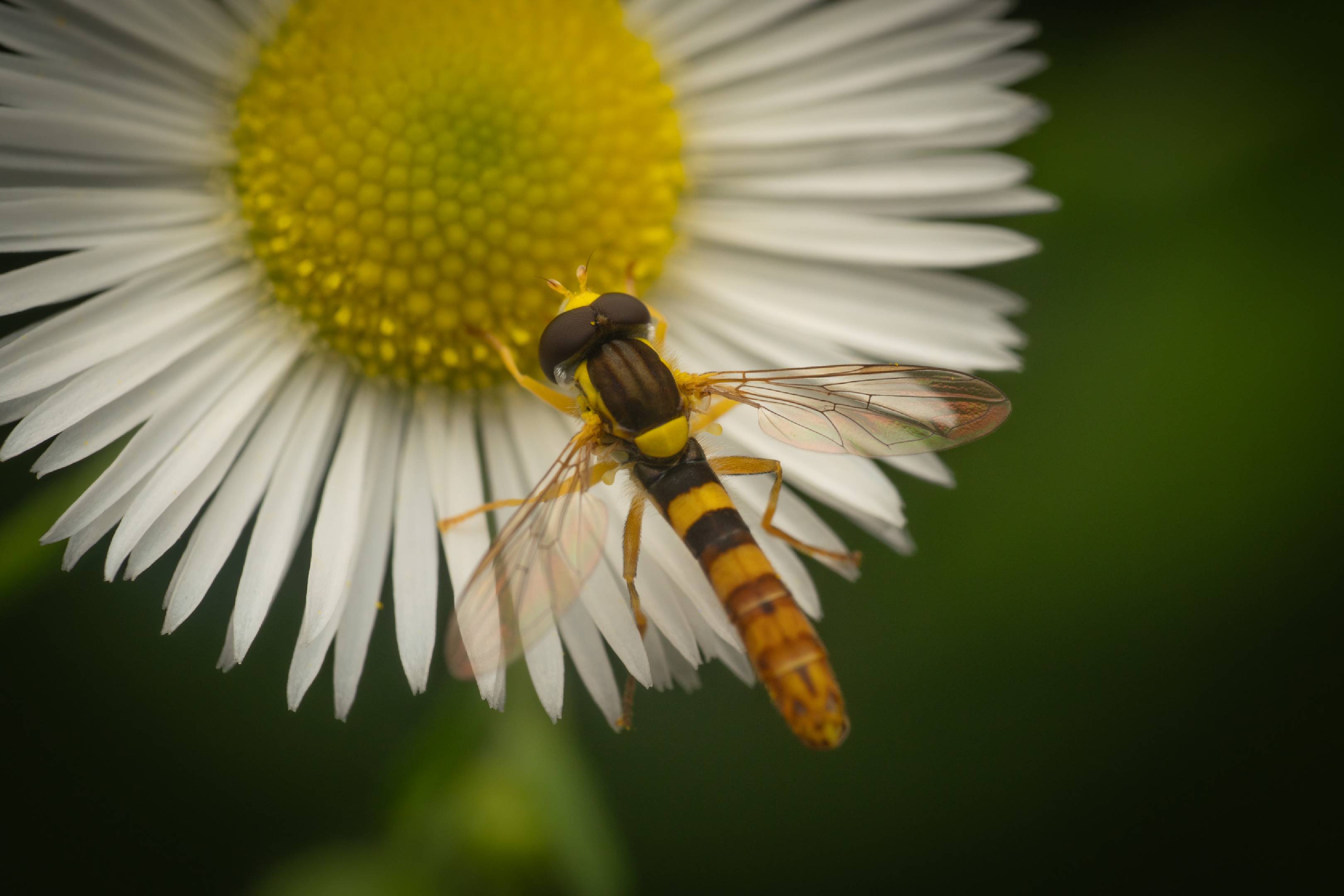 Common Globetail | Common Globetail