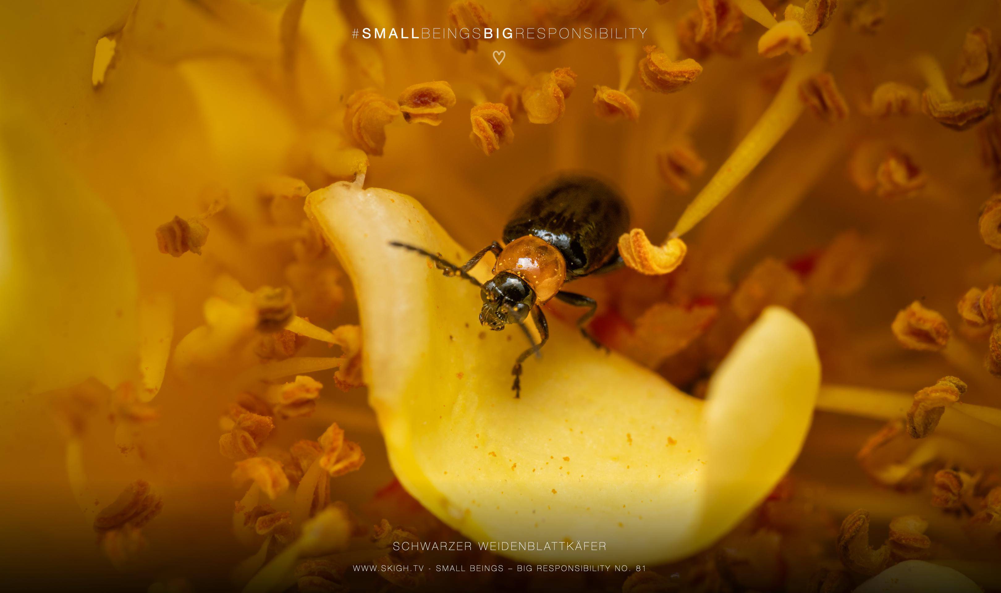 Schwarzer Weidenblattkäfer | 1/250s * f14 * ISO 200 * 90mm - FE 90mm F2.8 Macro G OSS - Sony α7R V Schwarzer Weidenblattkäfer