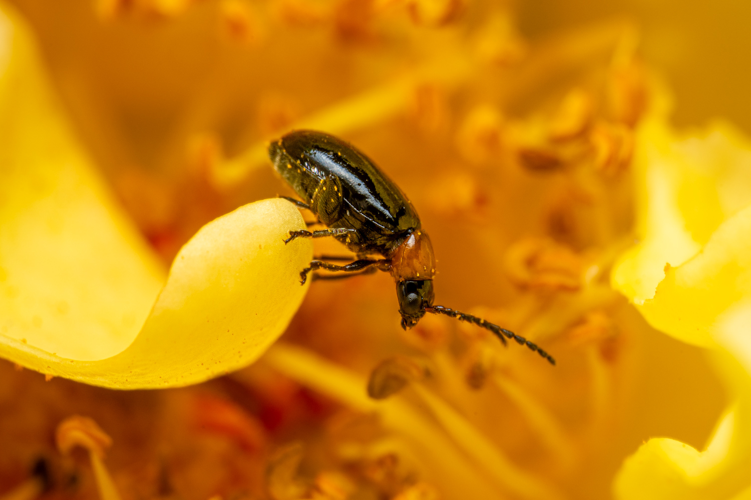 Schwarzer Weidenblattkäfer | 1/250s * f14 * ISO 200 * 90mm - FE 90mm F2.8 Macro G OSS - Sony α7R V Schwarzer Weidenblattkäfer