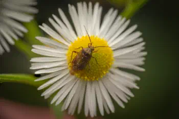 European Tarnished Plant Bug