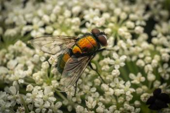 Common European Greenbottle Fly