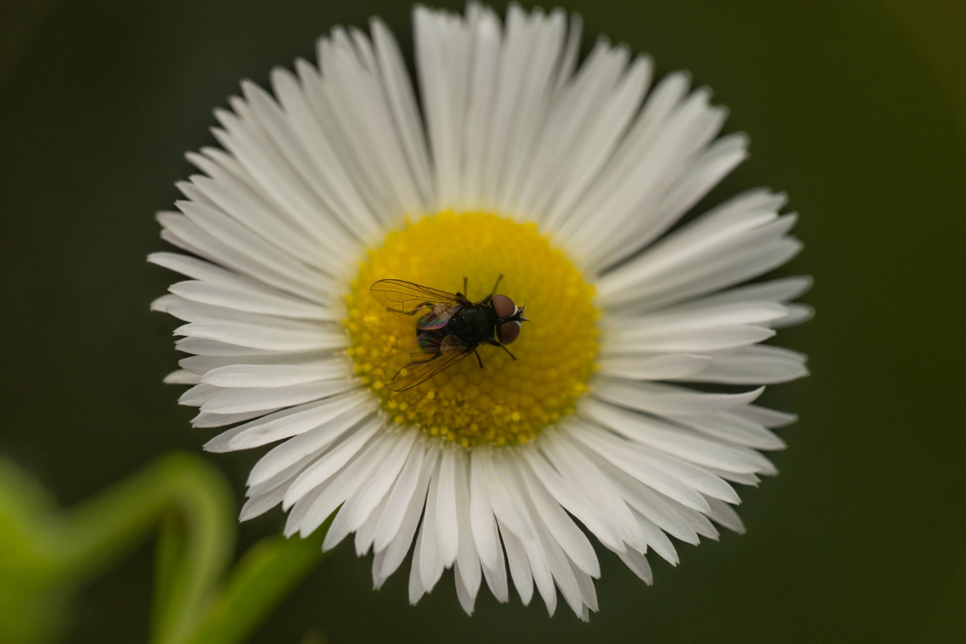 Phasia pusilla | Phasia pusilla