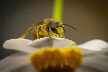 Cellophane Bees
