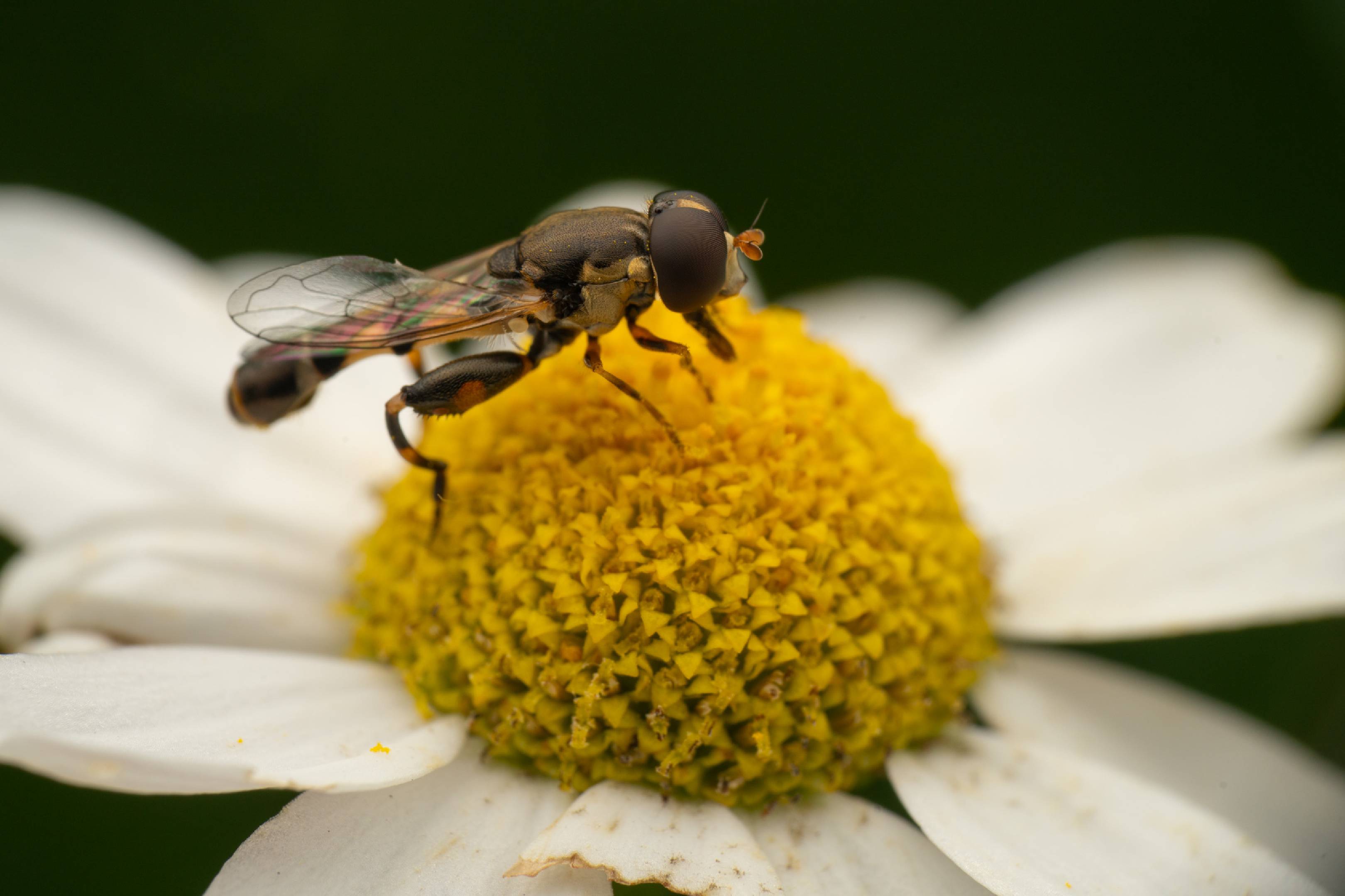 Thick-legged Hover Fly | Thick-legged Hover Fly