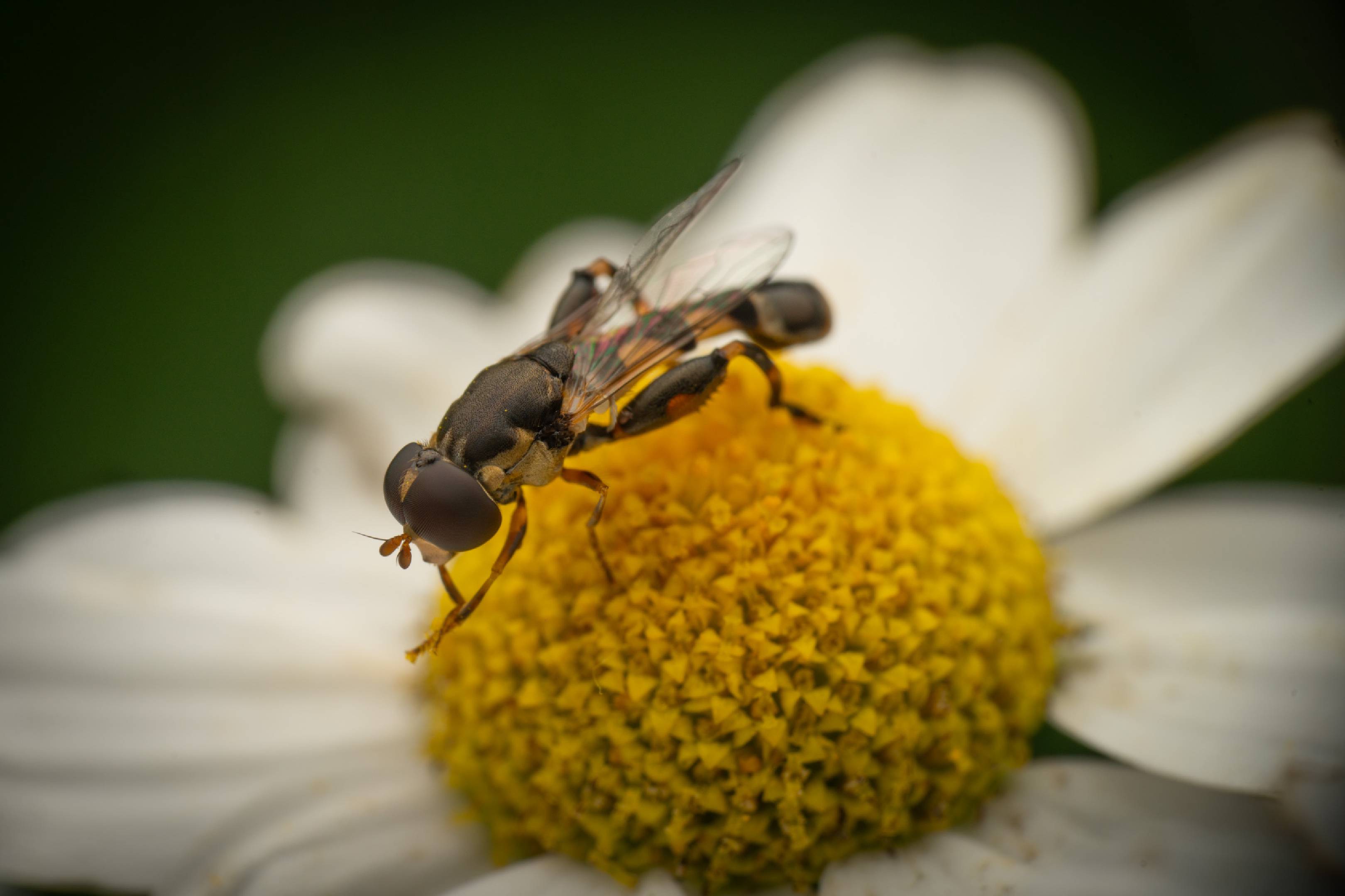 Thick-legged Hover Fly | Thick-legged Hover Fly