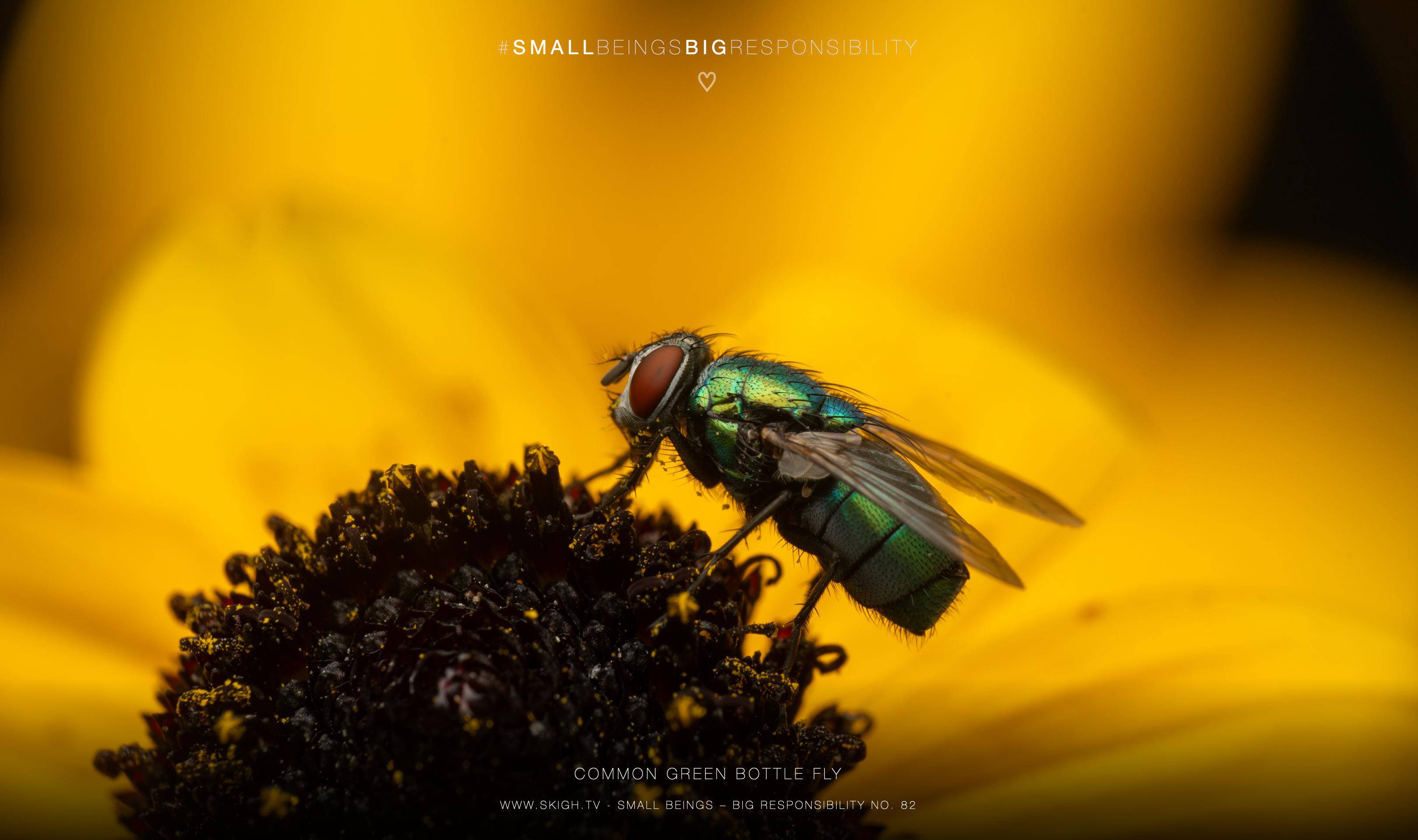 common green bottle fly | 1/250s * f14 * ISO 200 * 90mm - FE 90mm F2.8 Macro G OSS - Sony α7R V common green bottle fly