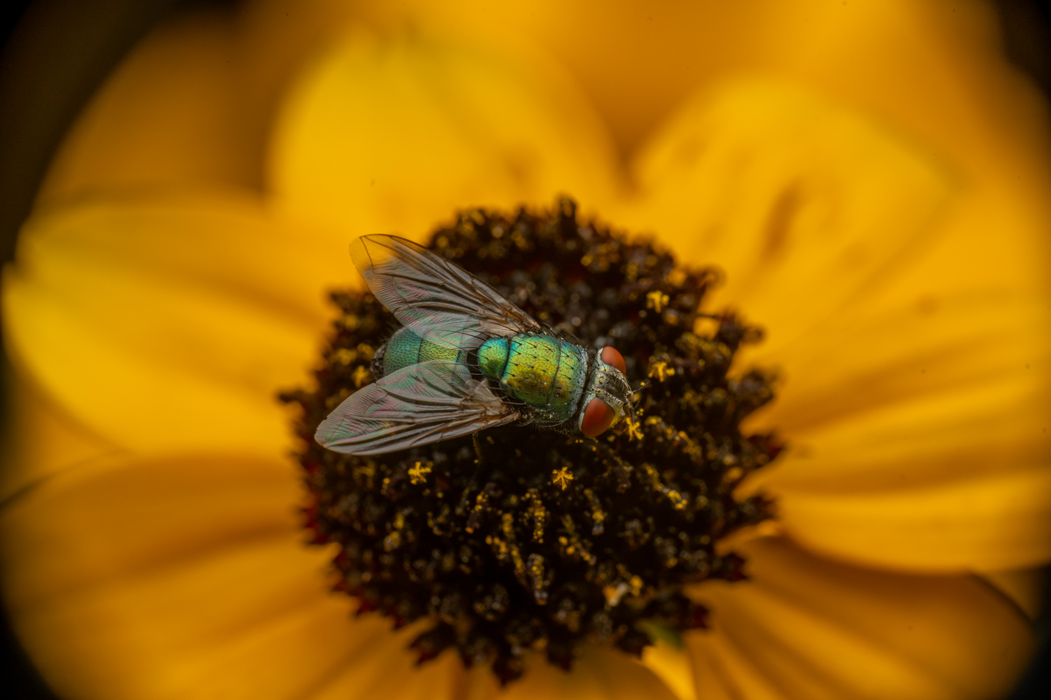 common green bottle fly | 1/250s * f14 * ISO 200 * 90mm - FE 90mm F2.8 Macro G OSS - Sony α7R V common green bottle fly