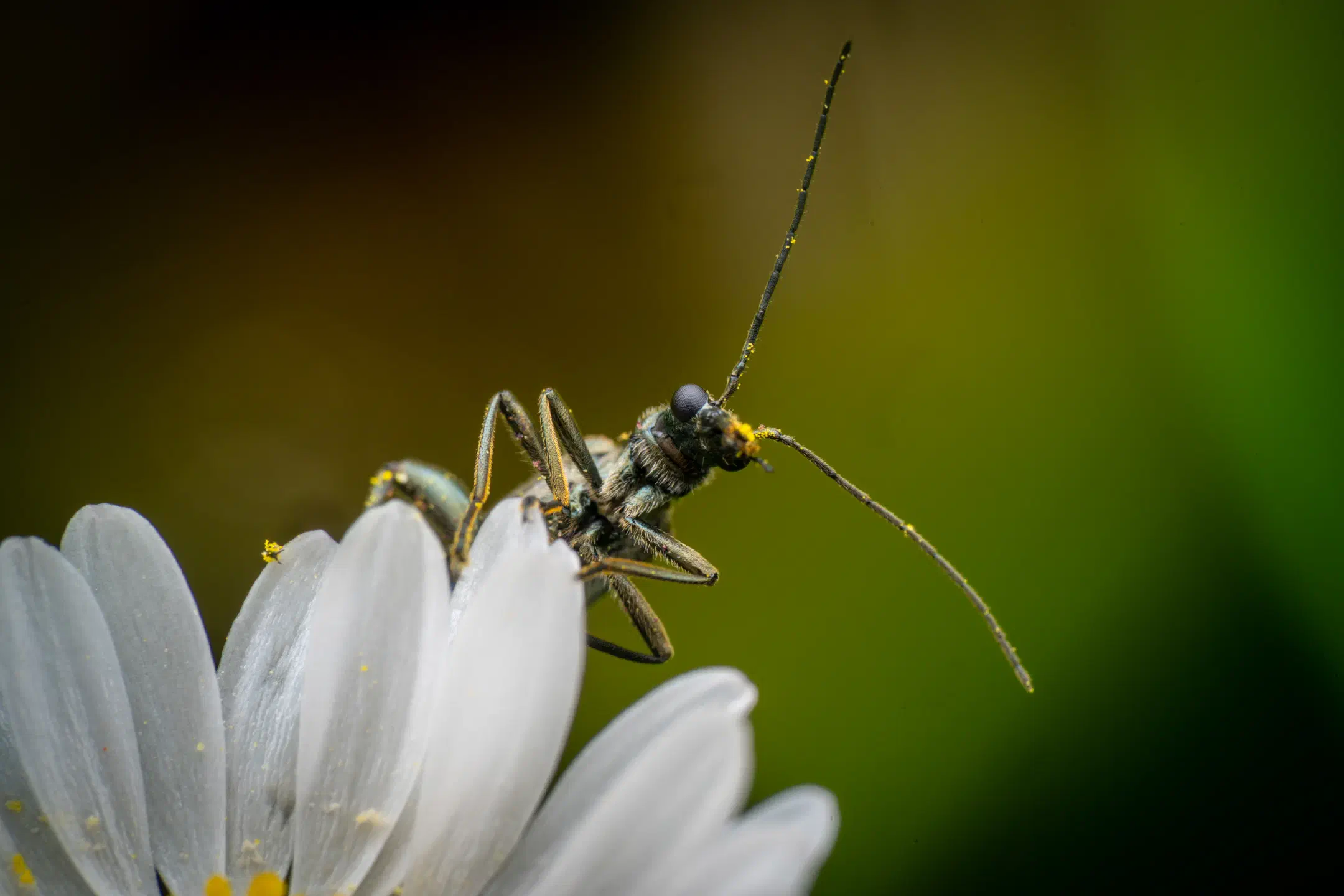 Oedemera virescens
