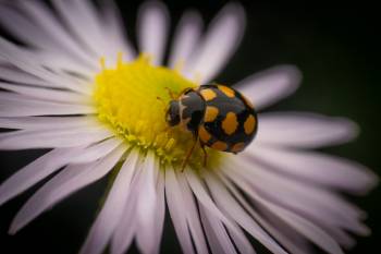 Coccinula quatuordecimpustulata