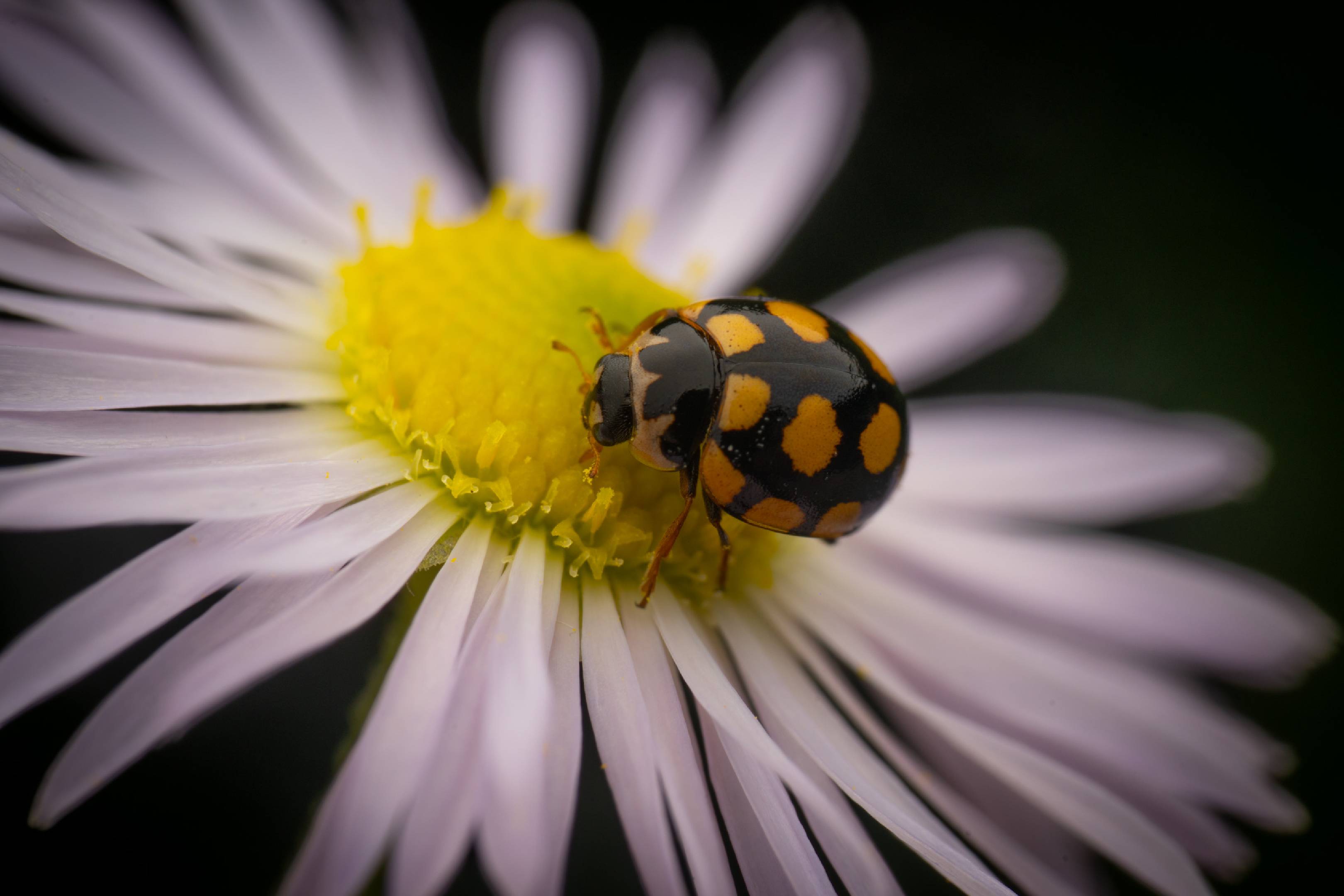 Coccinula quatuordecimpustulata | Coccinula quatuordecimpustulata