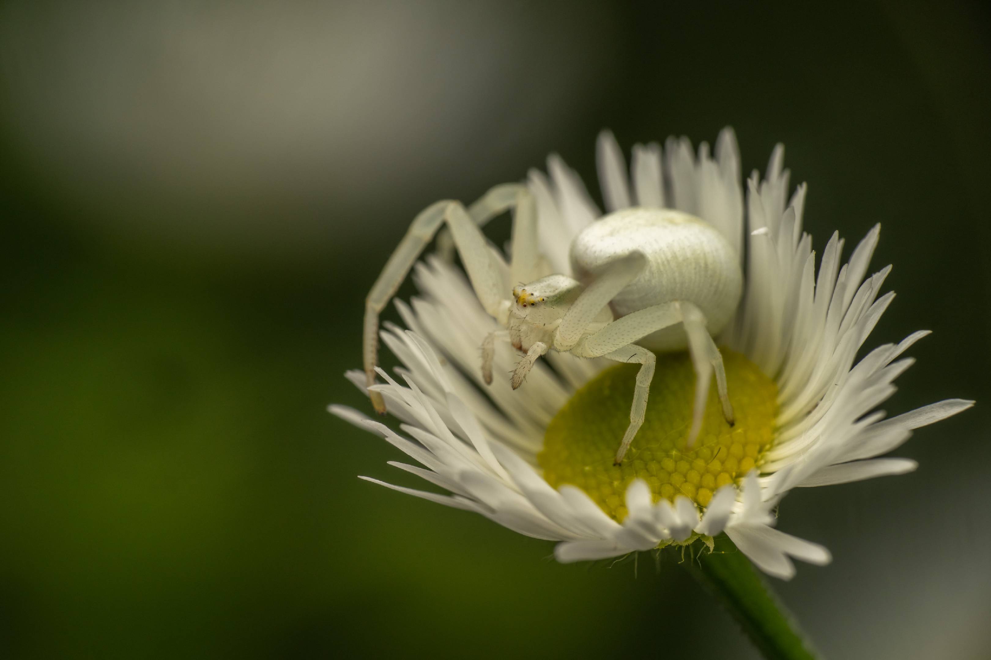 Goldenrod Crab Spider | Goldenrod Crab Spider