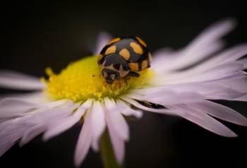 Coccinula quatuordecimpustulata