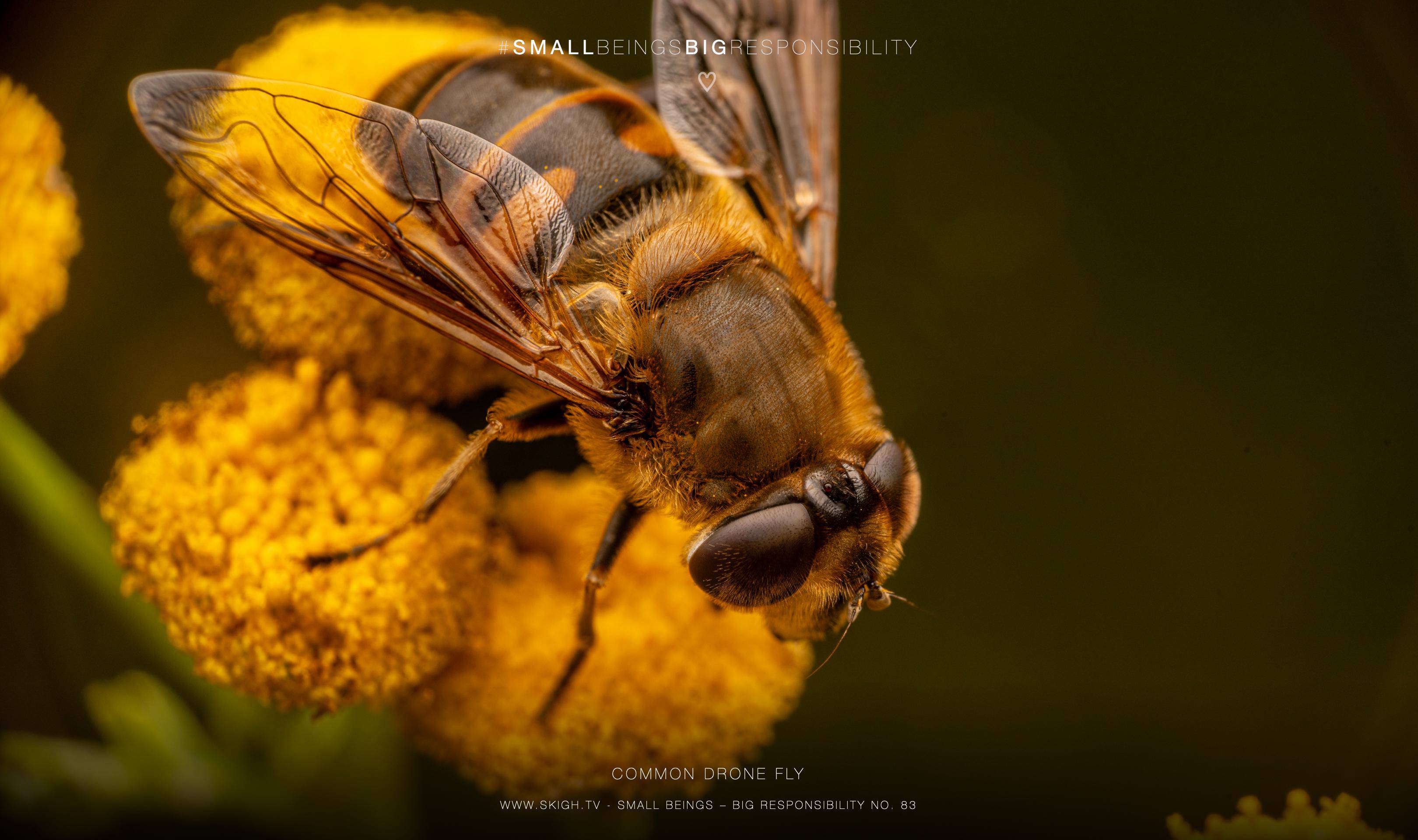 common drone fly | 1/250s * f14 * ISO 125 * 90mm - FE 90mm F2.8 Macro G OSS - Sony α7R V common drone fly