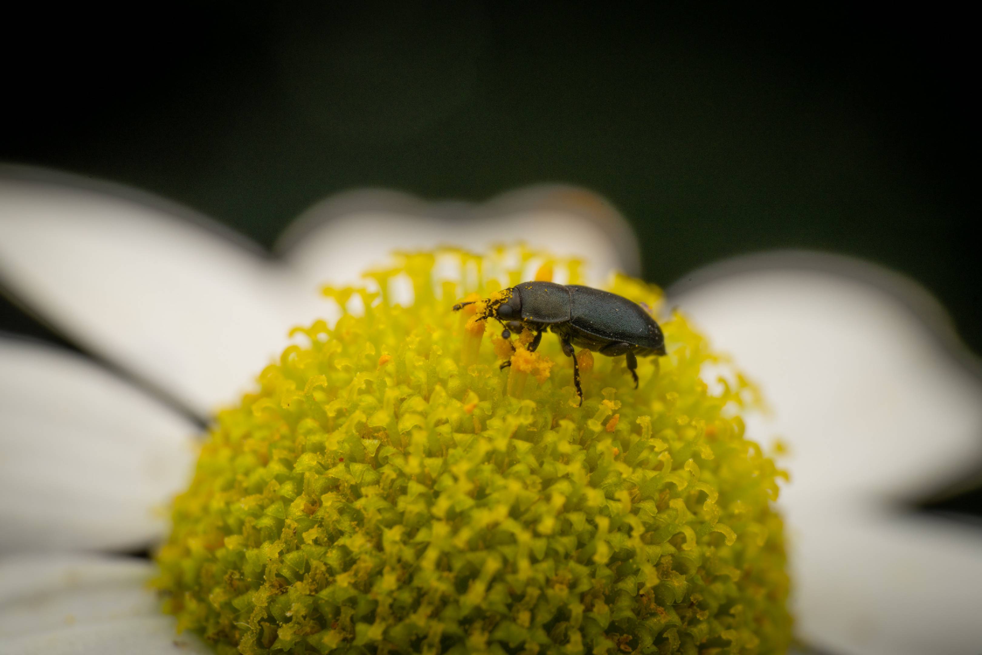 Common Pollen Beetle | Common Pollen Beetle
