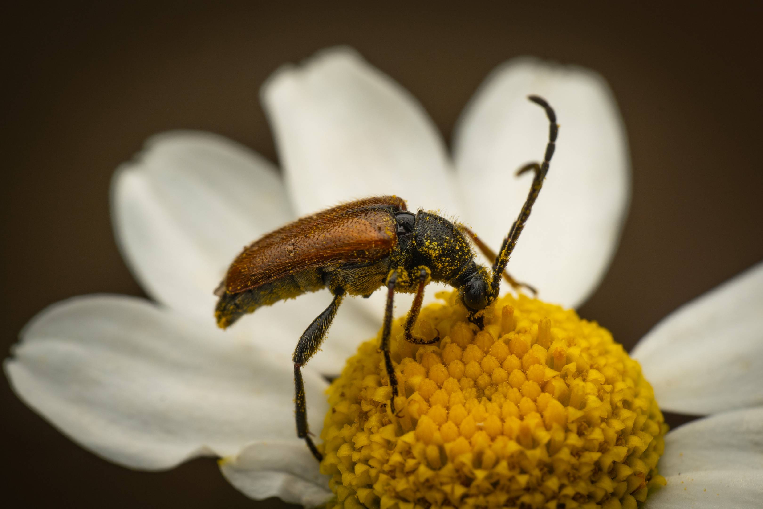 Fairy-ring Longhorn Beetle | Fairy-ring Longhorn Beetle